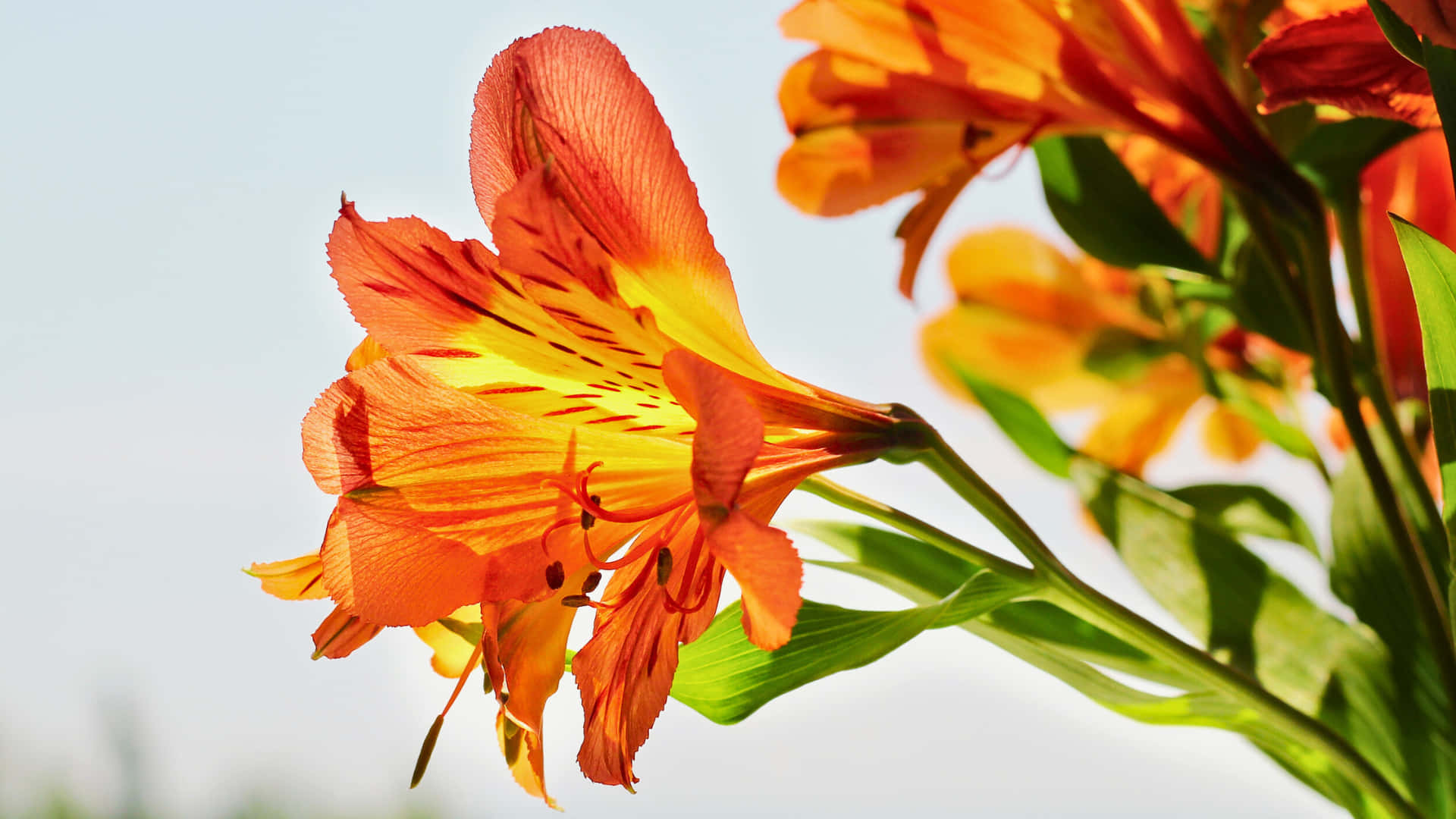alstroemeria, hoa, lily, lily peru, cam, vàng, rực rỡ, nhiều màu sắc, nở hoa, bông hoa, cánh hoa, cuống, lá, xanh, tươi sáng, cận cảnh, thiên nhiên, tự nhiên, thực vật, hệ thực vật