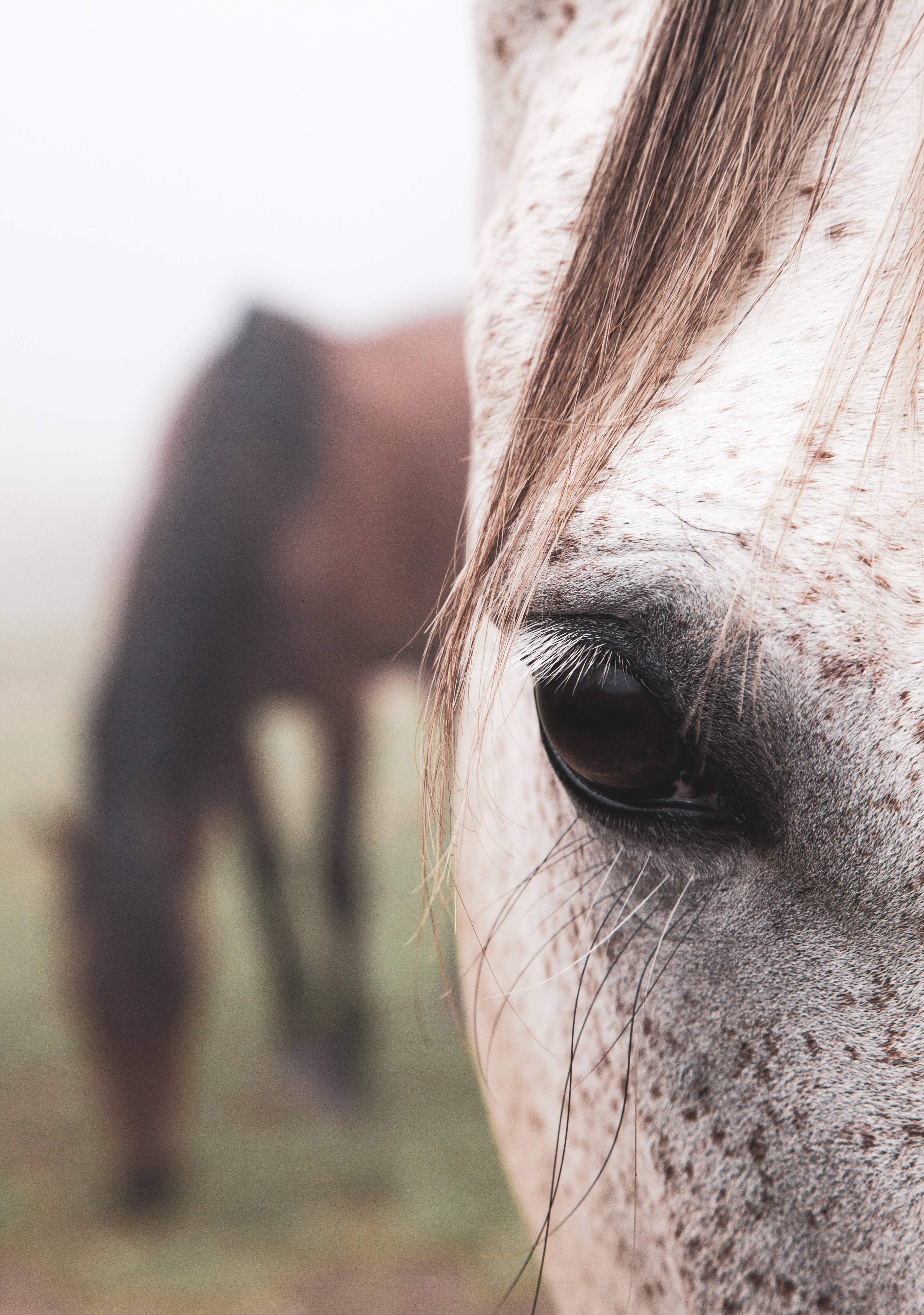 Cận cảnh đôi mắt nâu đầy mãnh liệt của ngựa Appaloosa Hình nền