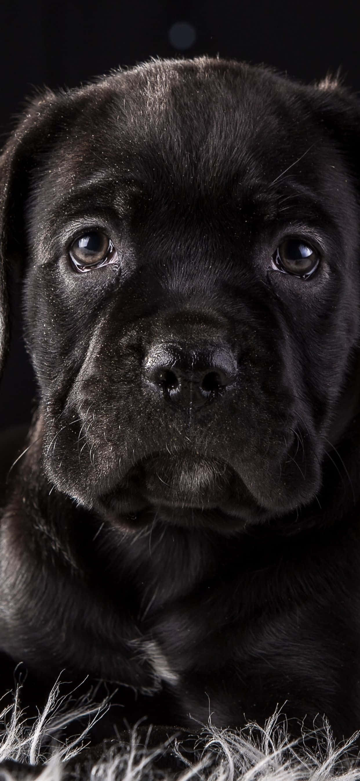Cane Corso - Giống Chó Trung Thành và Đáng Yêu Hình nền