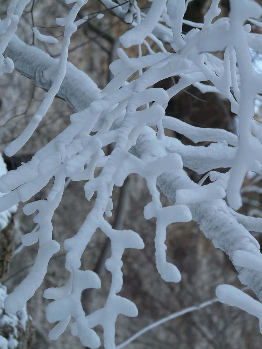 cành cây phủ đầy tuyết Hình nền