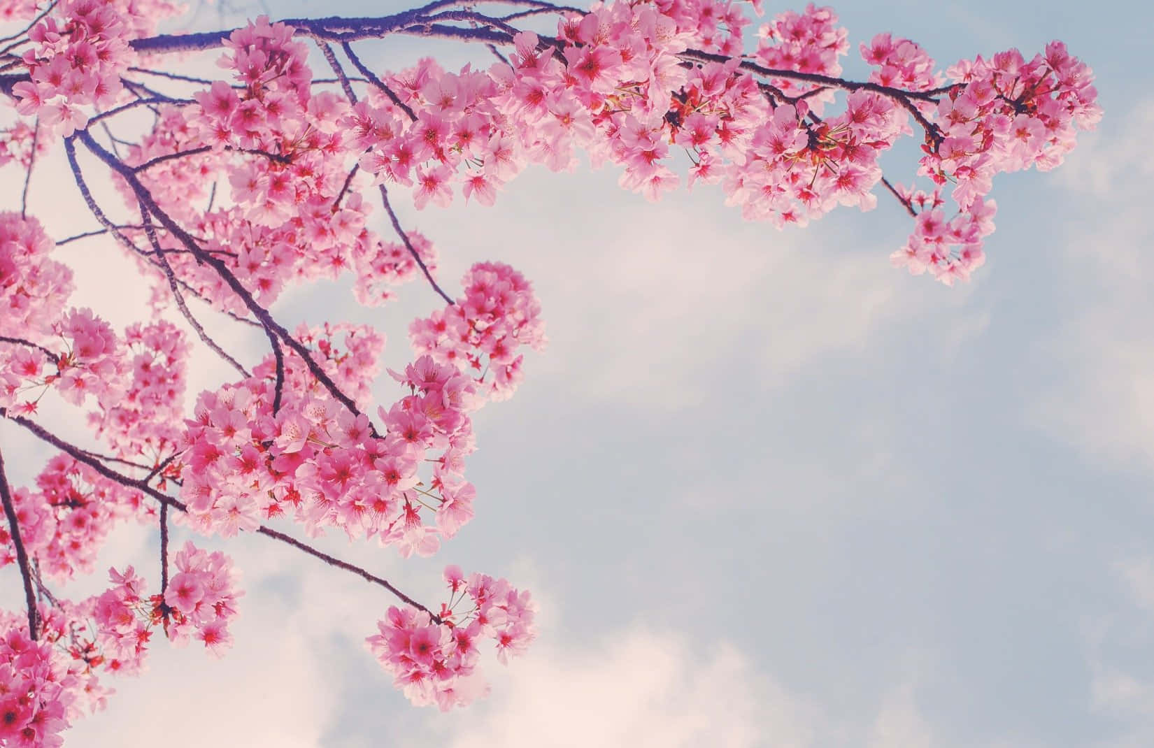 Cành hoa anh đào hồng mùa xuân Hình nền