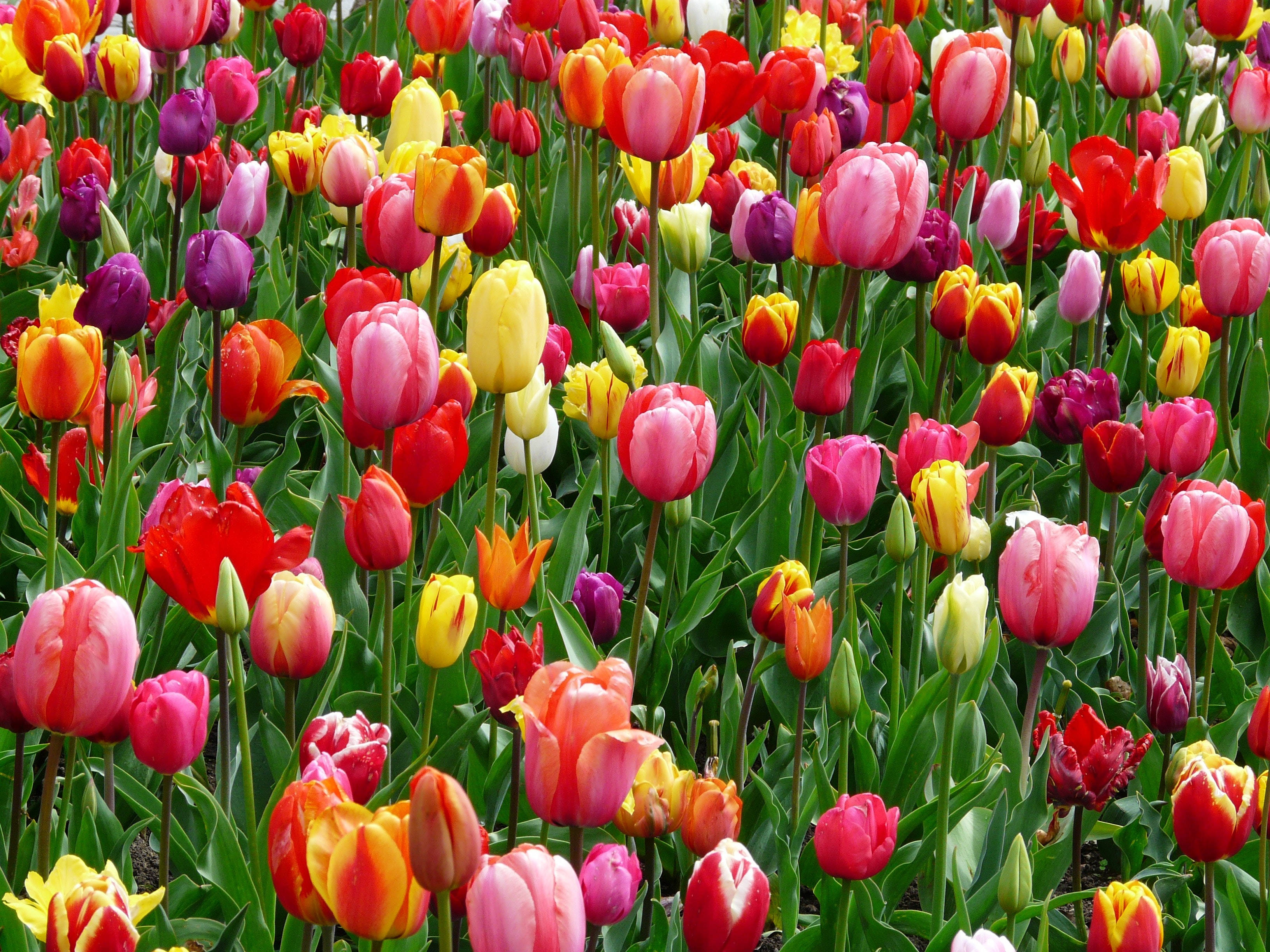 Cánh đồng hoa tulip rực rỡ sắc màu Hình nền