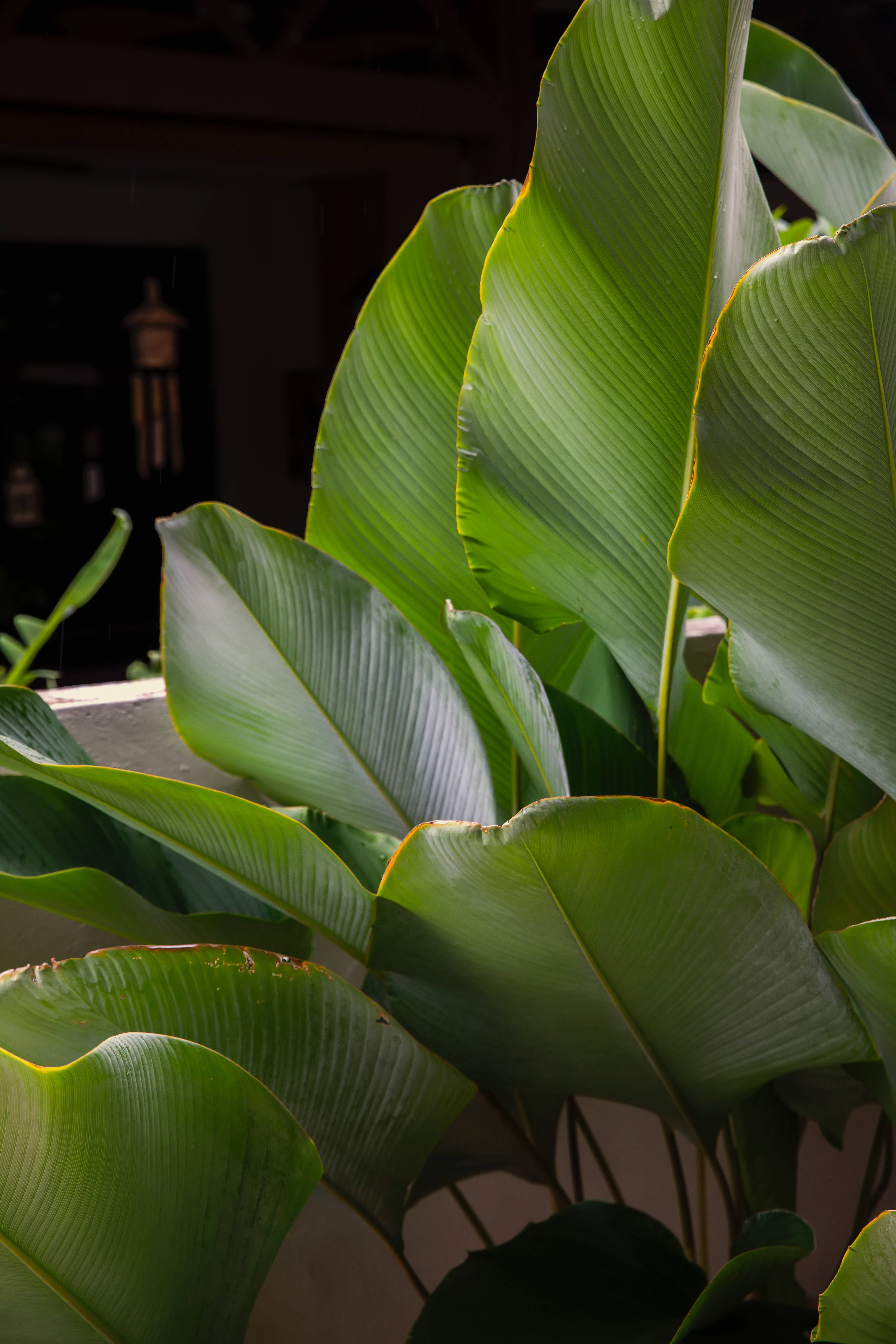 Cây Calathea Lutea Thẩm Mỹ Hình nền