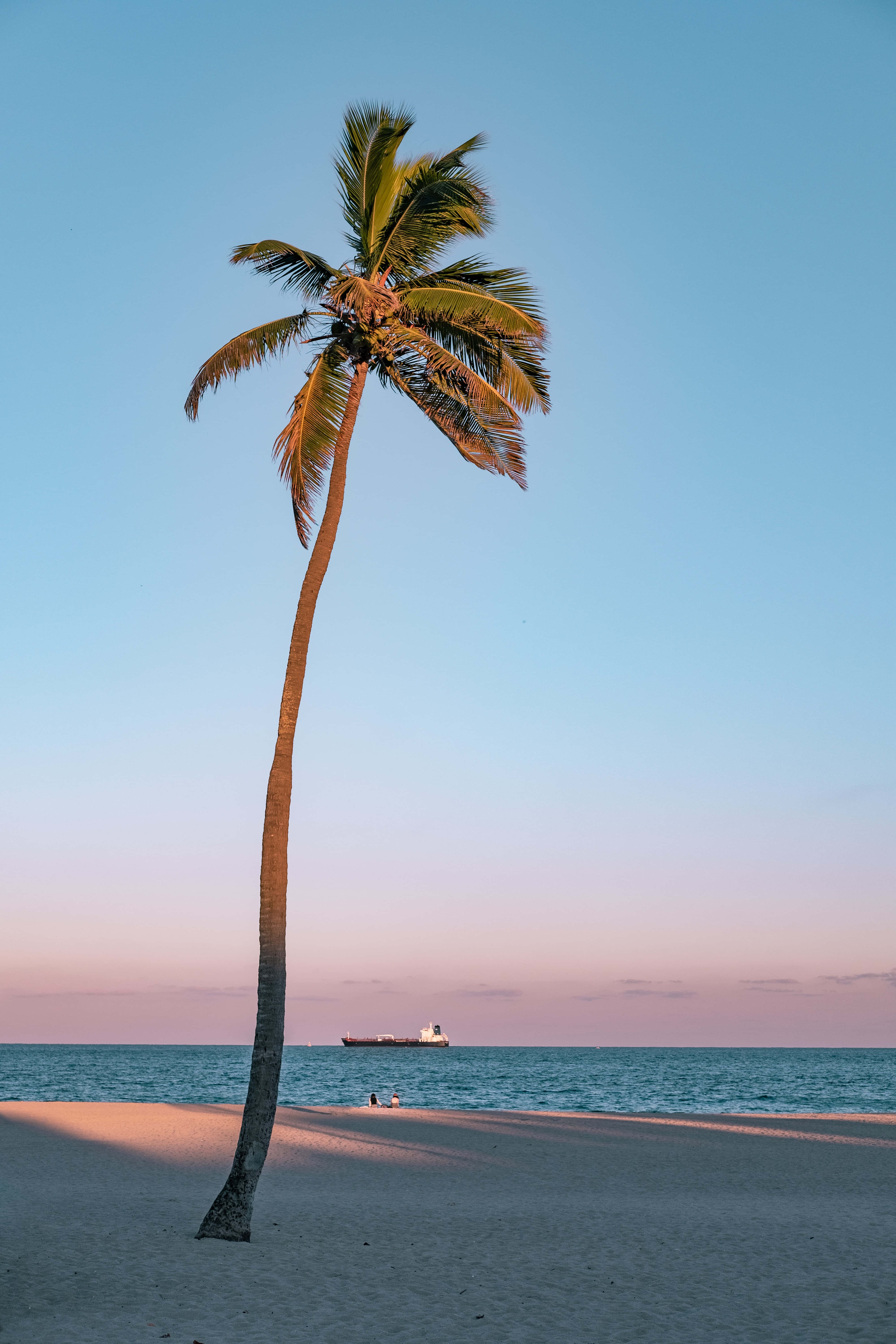 Cây Cọ Thẩm Mỹ California Hình nền
