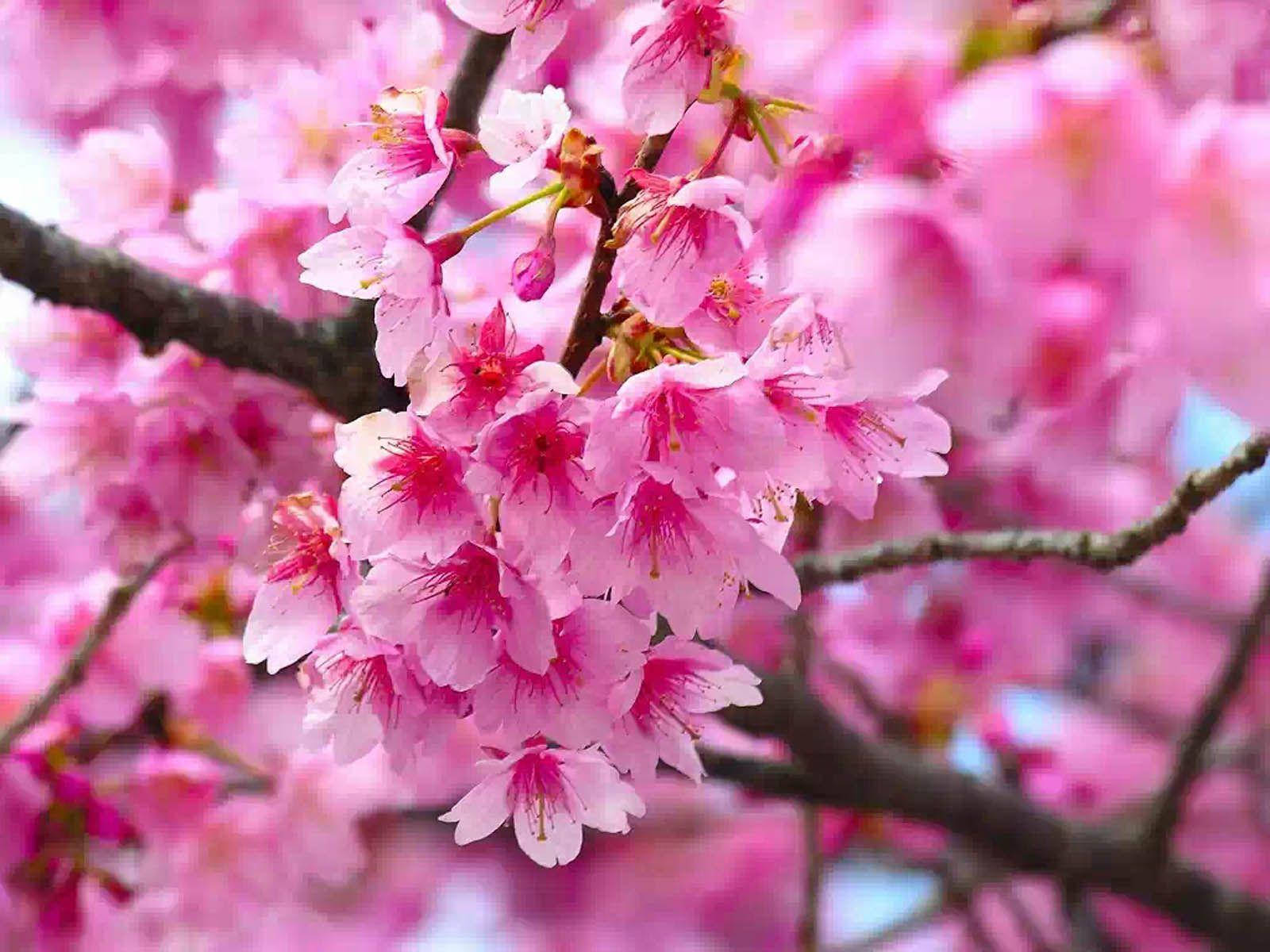 Cây hoa anh đào nở hoa hồng Hình nền