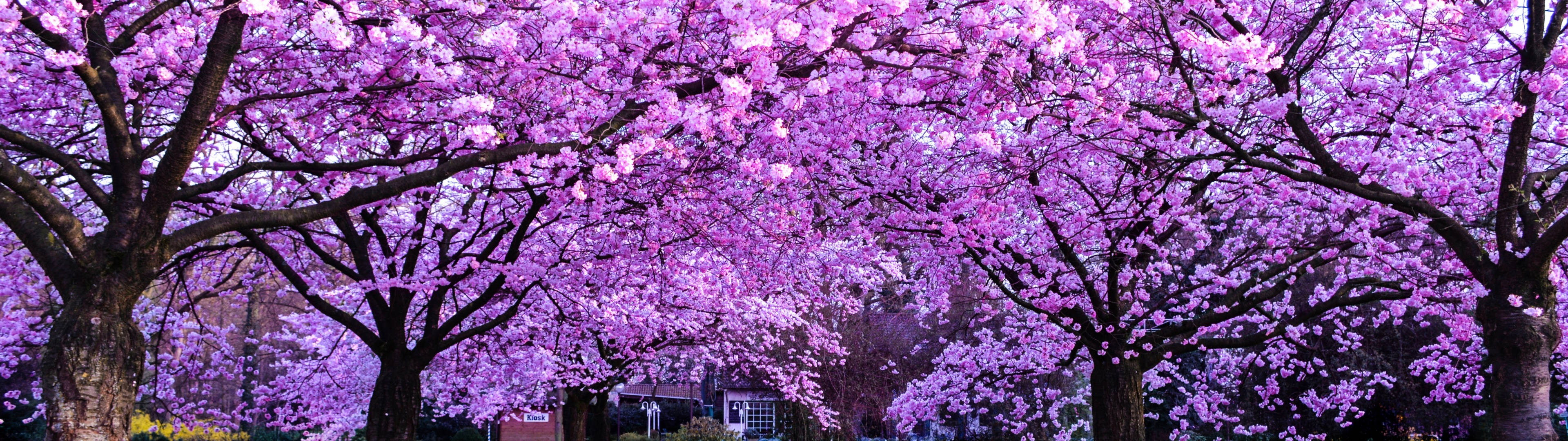 Cây hoa anh đào 3840x1080 4K — Hoa anh đào Hình nền