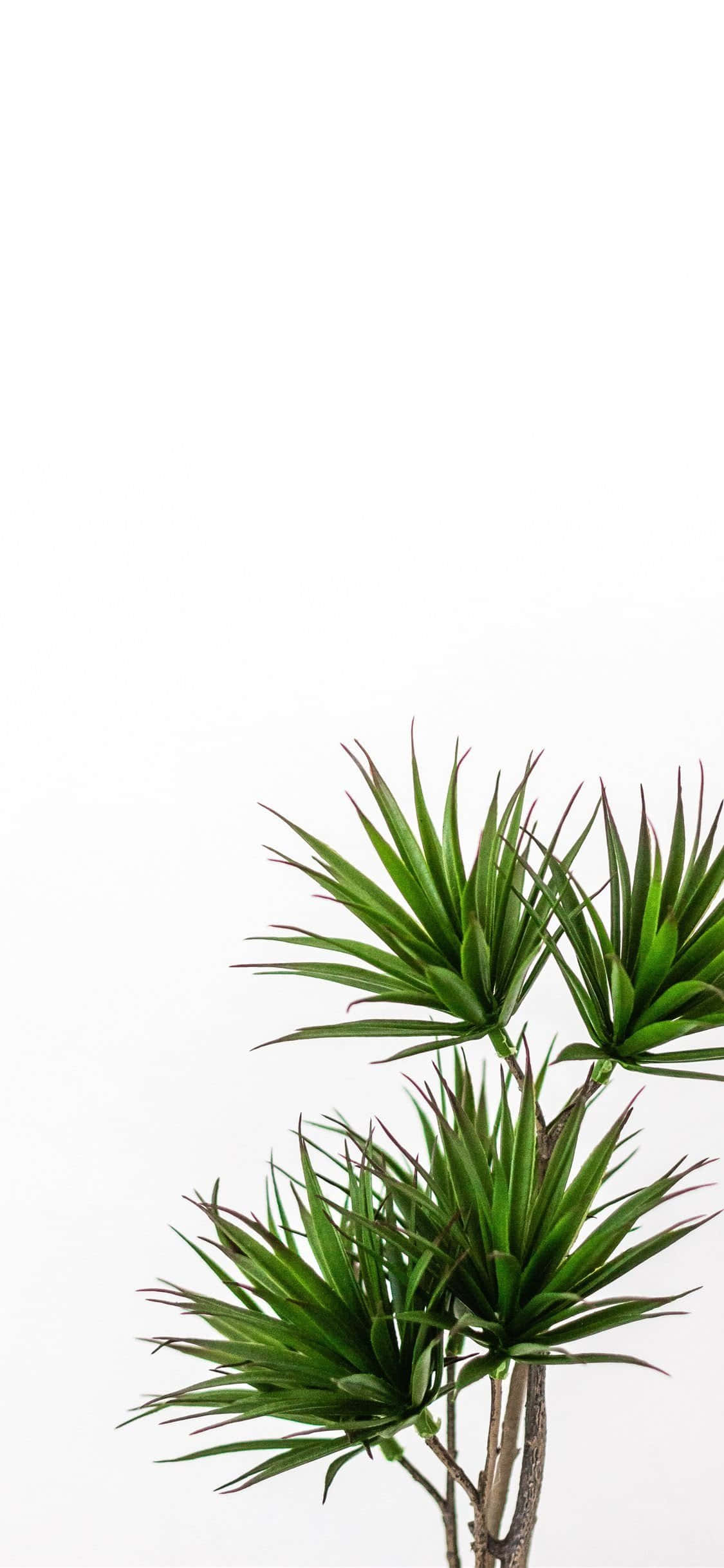Cây lùn xanh thẩm mỹ Hình nền