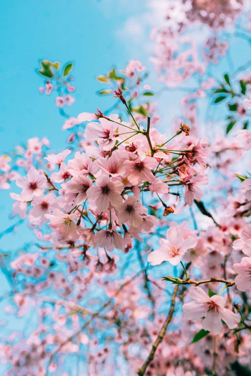 Cây mùa xuân thanh bình lúc bình minh Hình nền