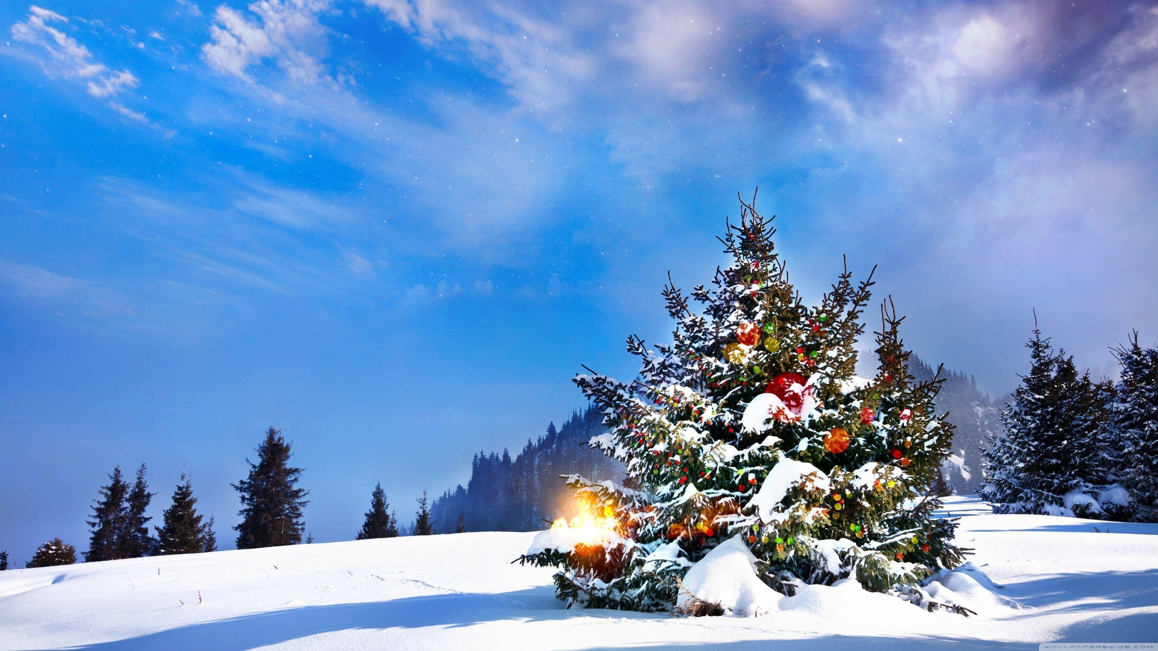 Cây Thông Noel 4K Siêu Nét Trong Tuyết Hình nền