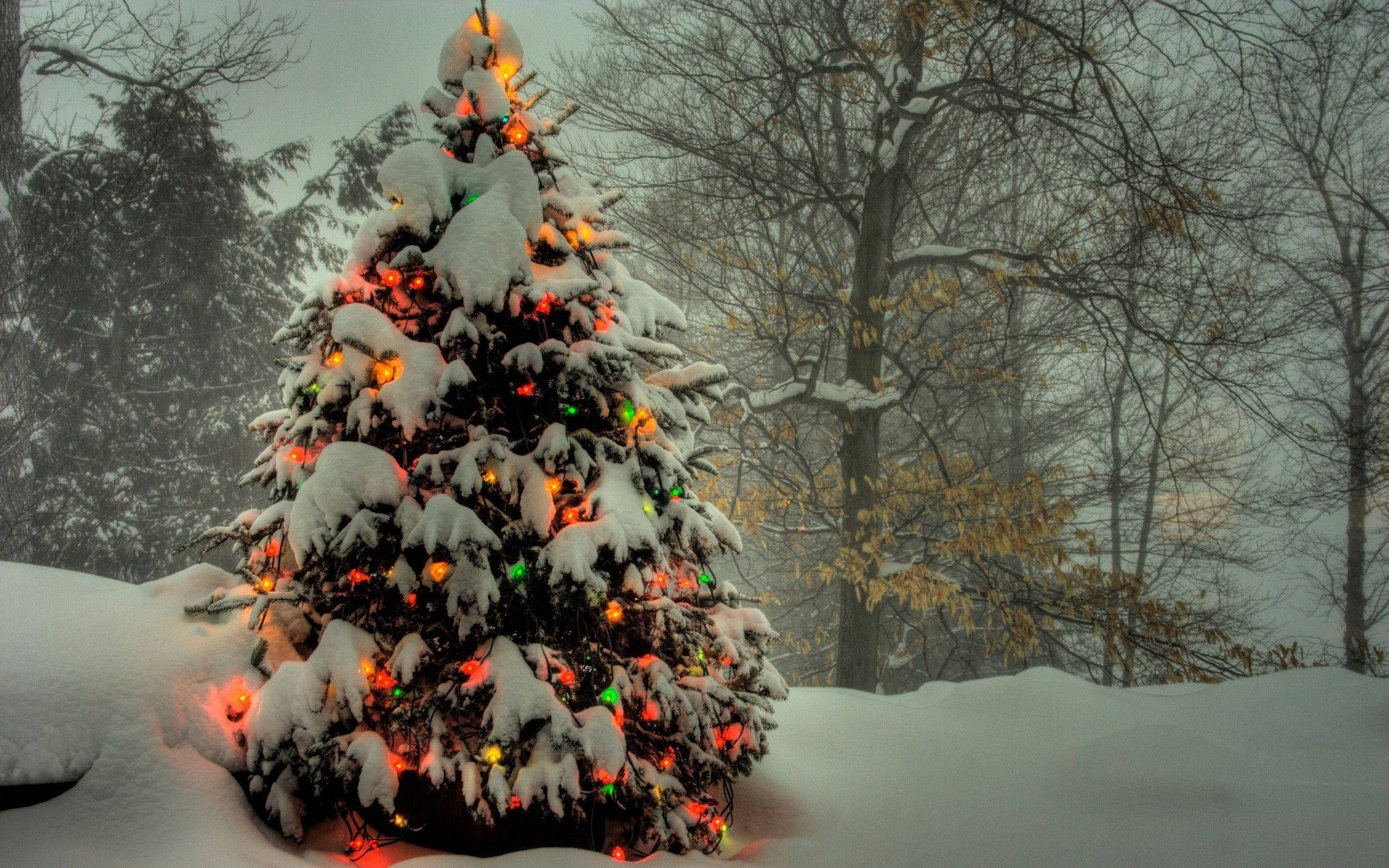 Cây thông Noel đẹp phủ đầy tuyết Hình nền