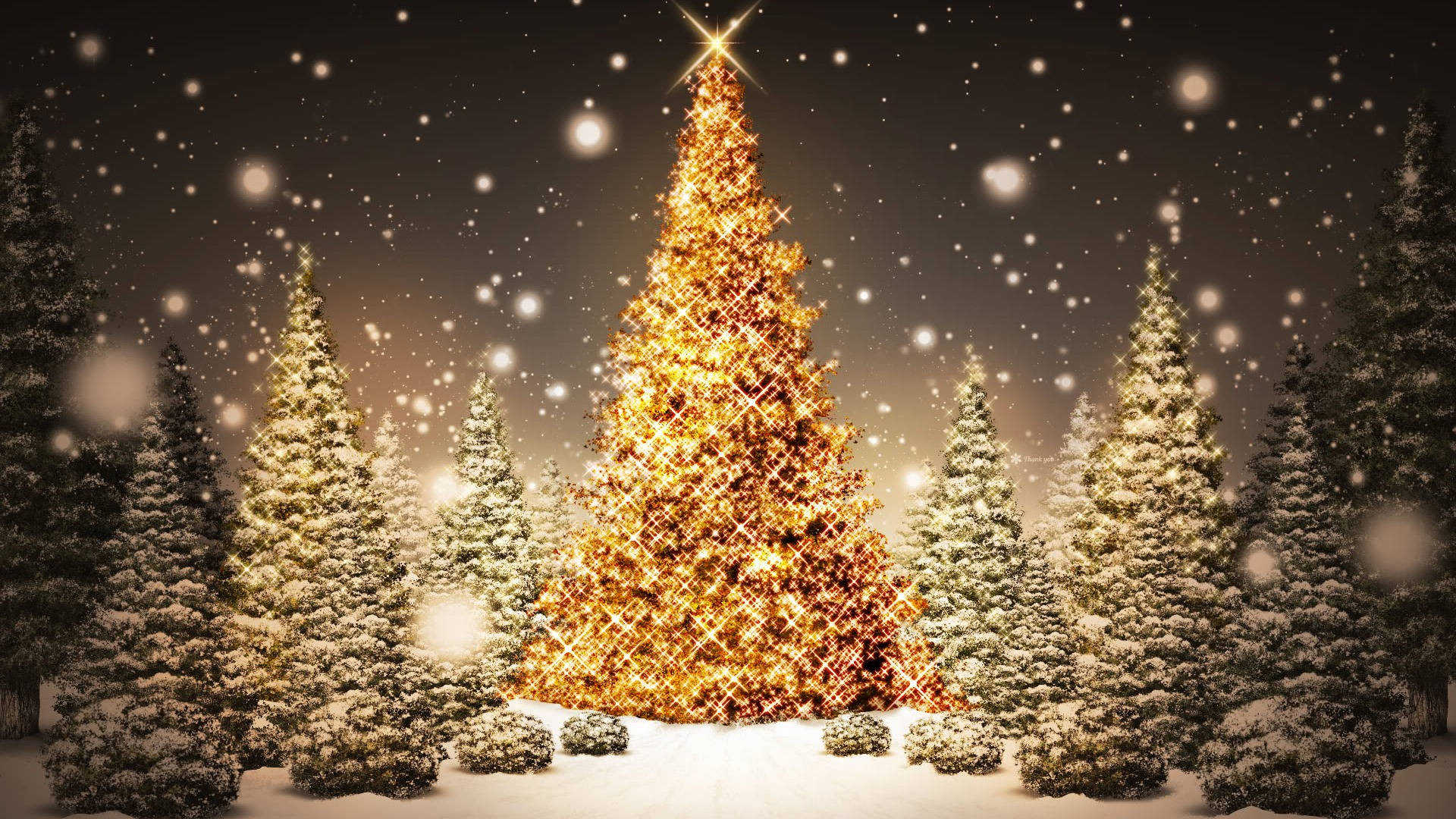 Cây thông Noel lung linh và đẹp mắt Hình nền