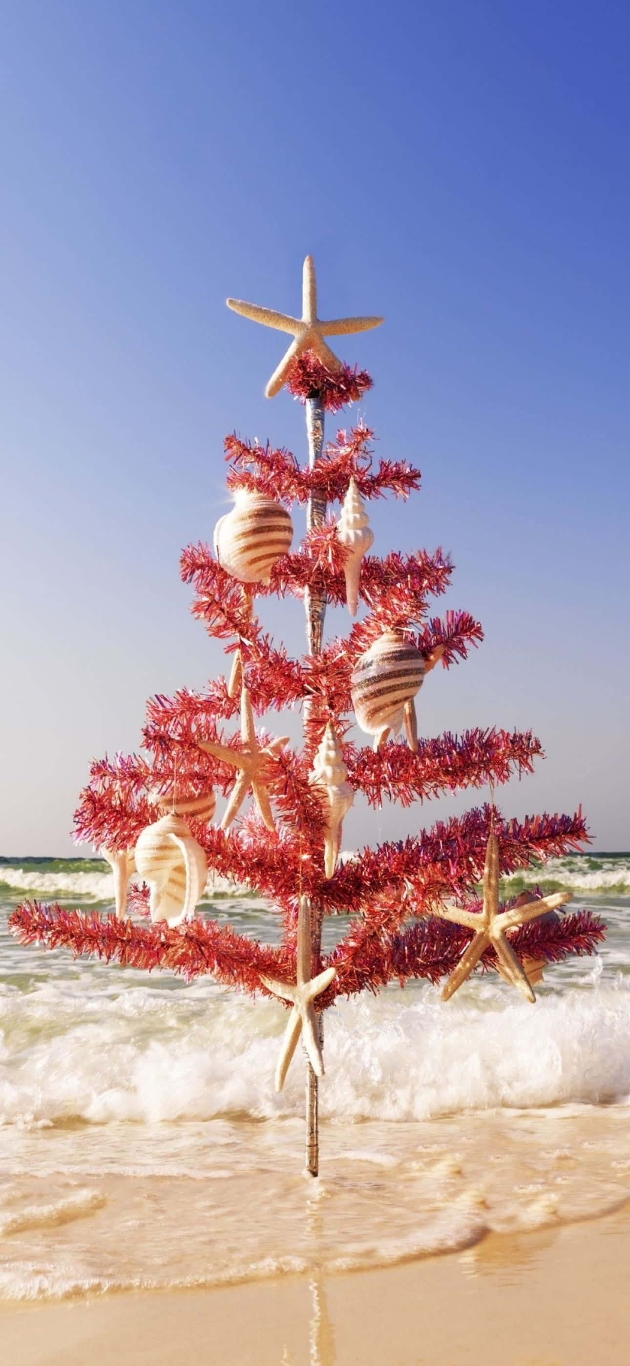 Cây thông Noel trên bãi biển với sao biển và vỏ sò Hình nền