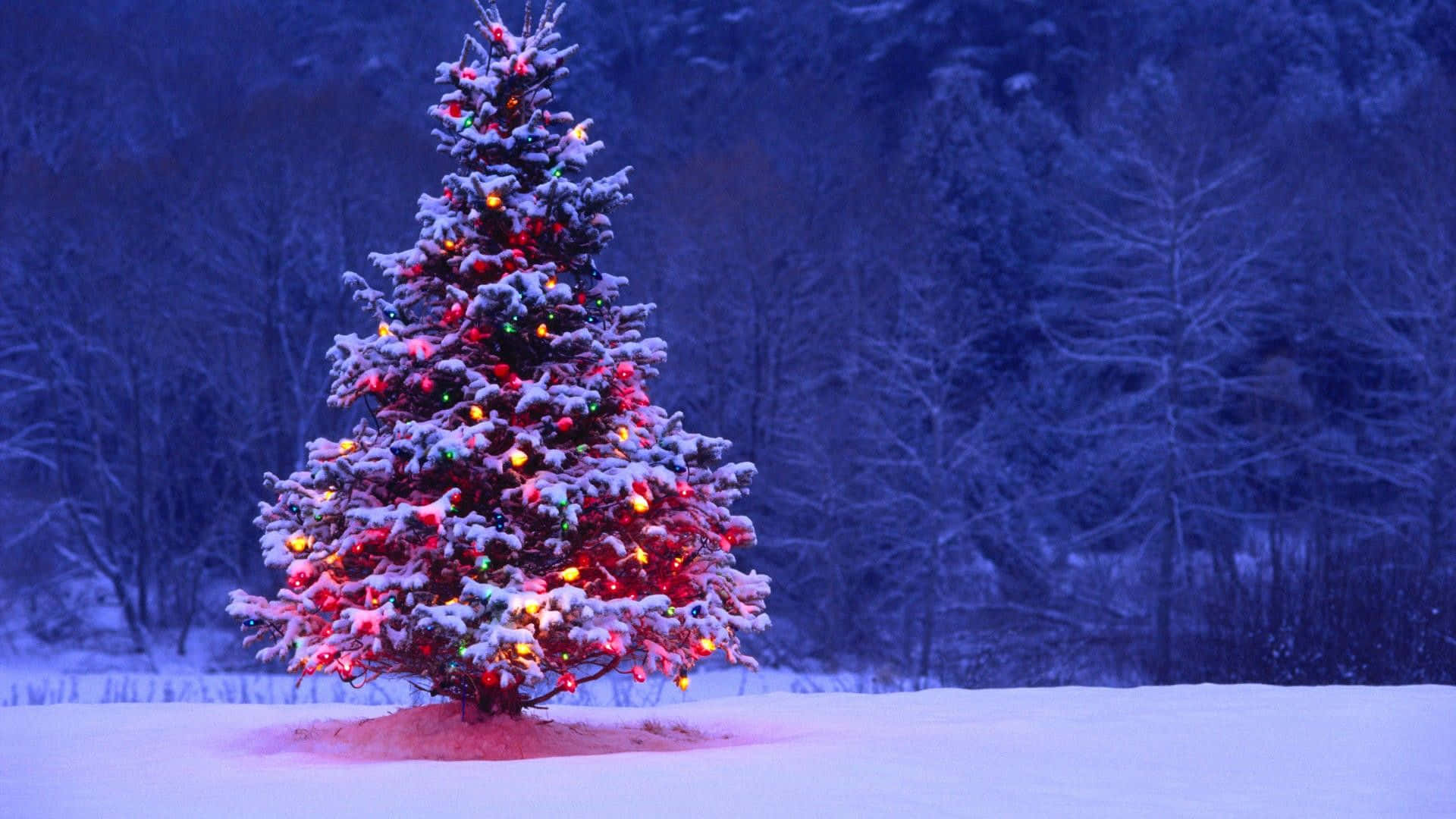 cây thông Noel trong tuyết với đèn trên đó Hình nền
