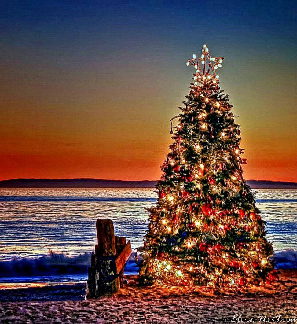 Cây thông Noel Úc lúc hoàng hôn Hình nền