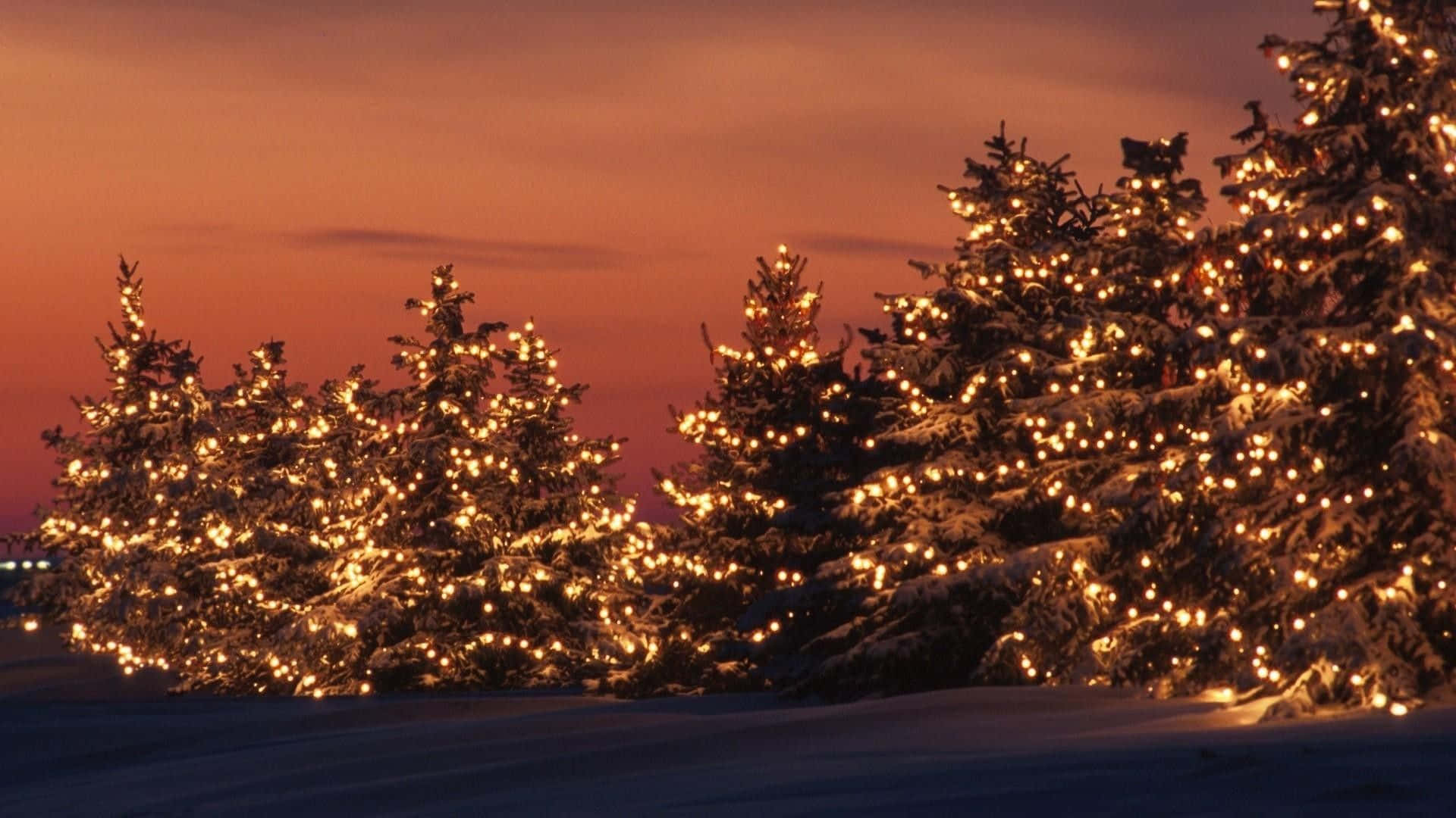 Cây thông Noel với đèn Giáng sinh dưới hoàng hôn Hình nền