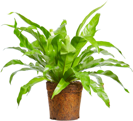 Cây xanh rực rỡ trong chậu.PNG Hình nền