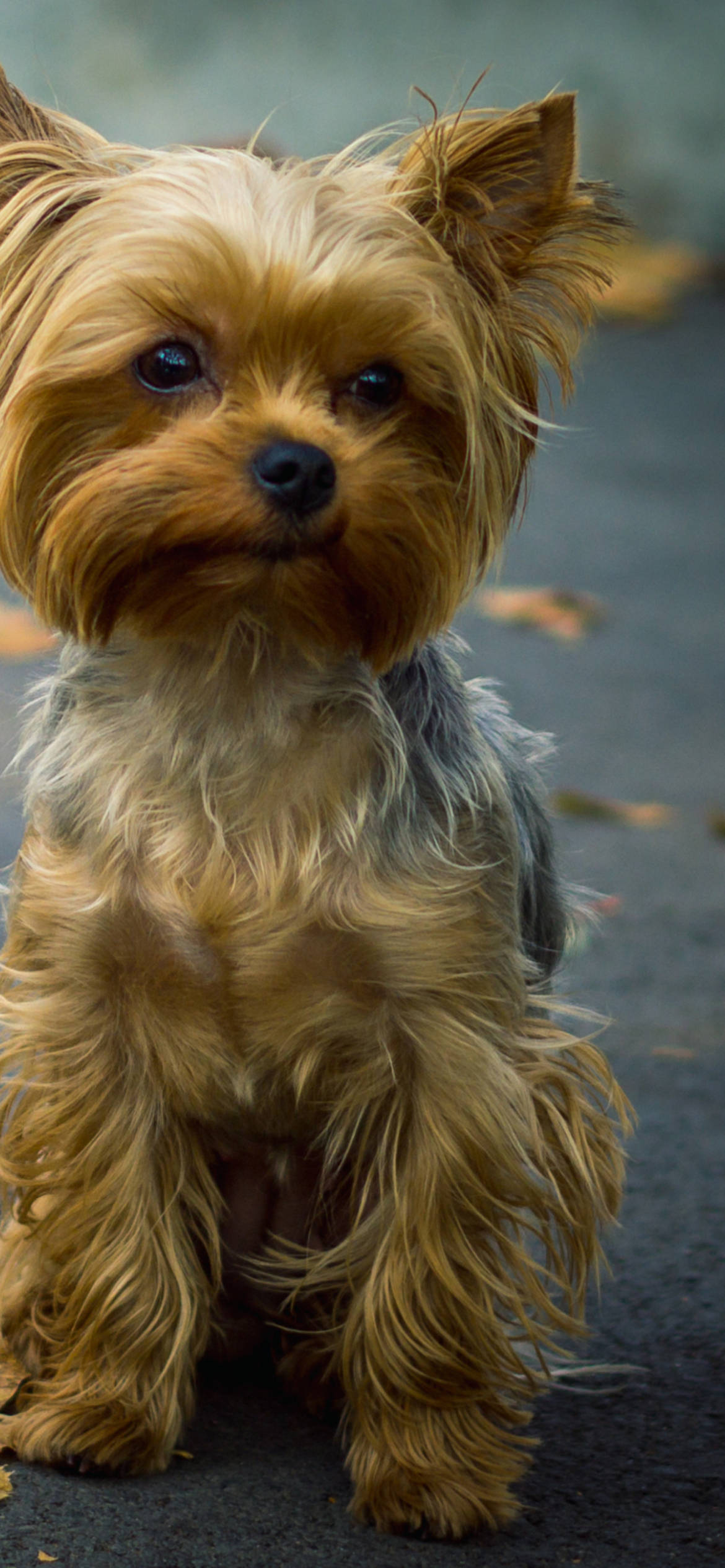 Chân dung cận cảnh chó Yorkshire Terrier Hình nền