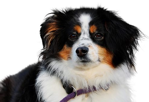 Chân dung chó chăn cừu Úc ba màu Hình nền