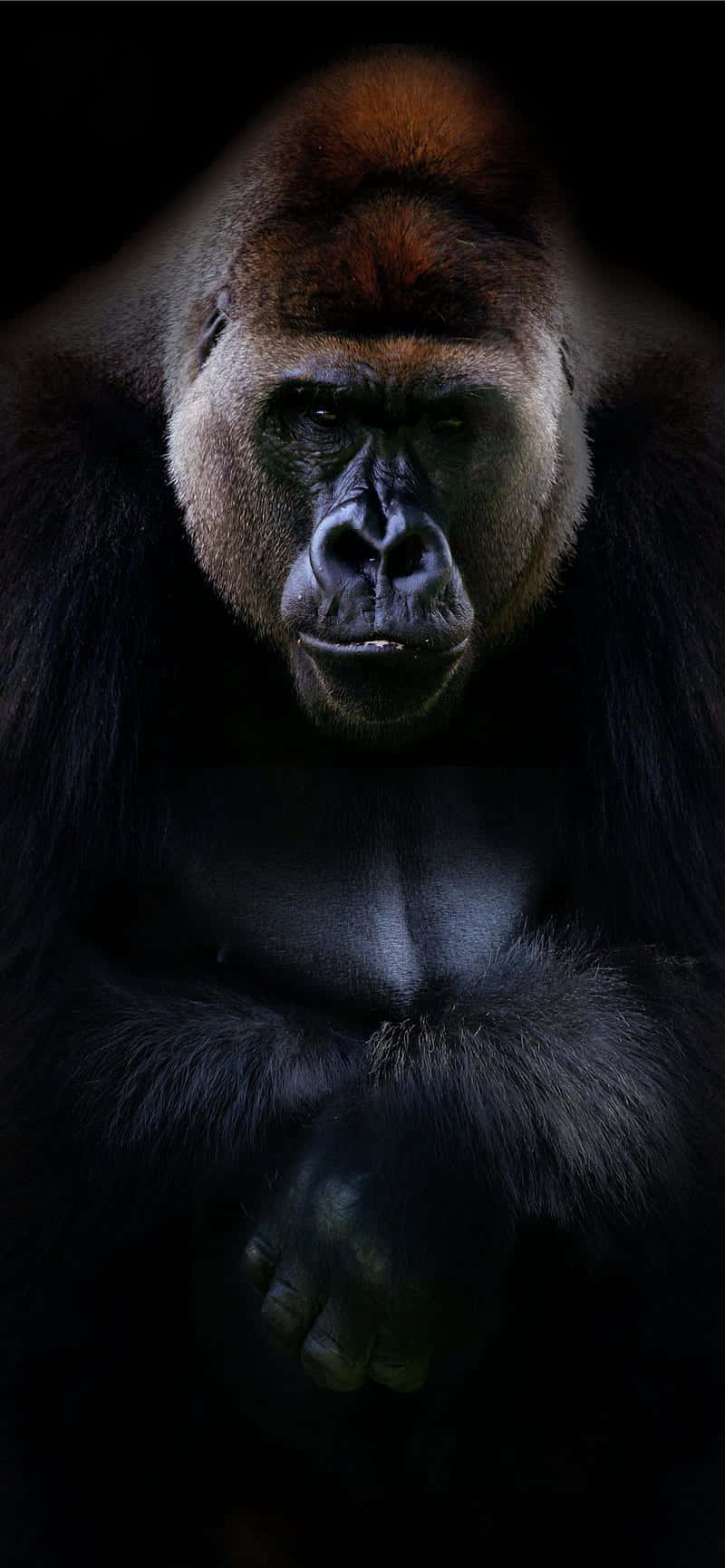 Chân dung chuyên nghiệp Nền Gorilla Tốt Nhất Hình nền