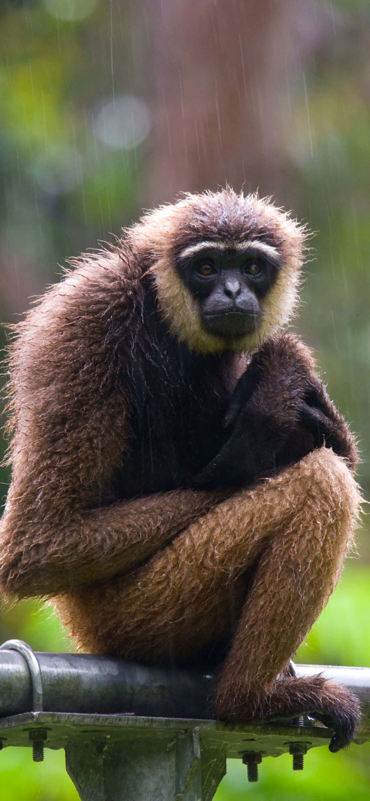 Chào đón iPhone Xs Max Gibbon mới Hình nền