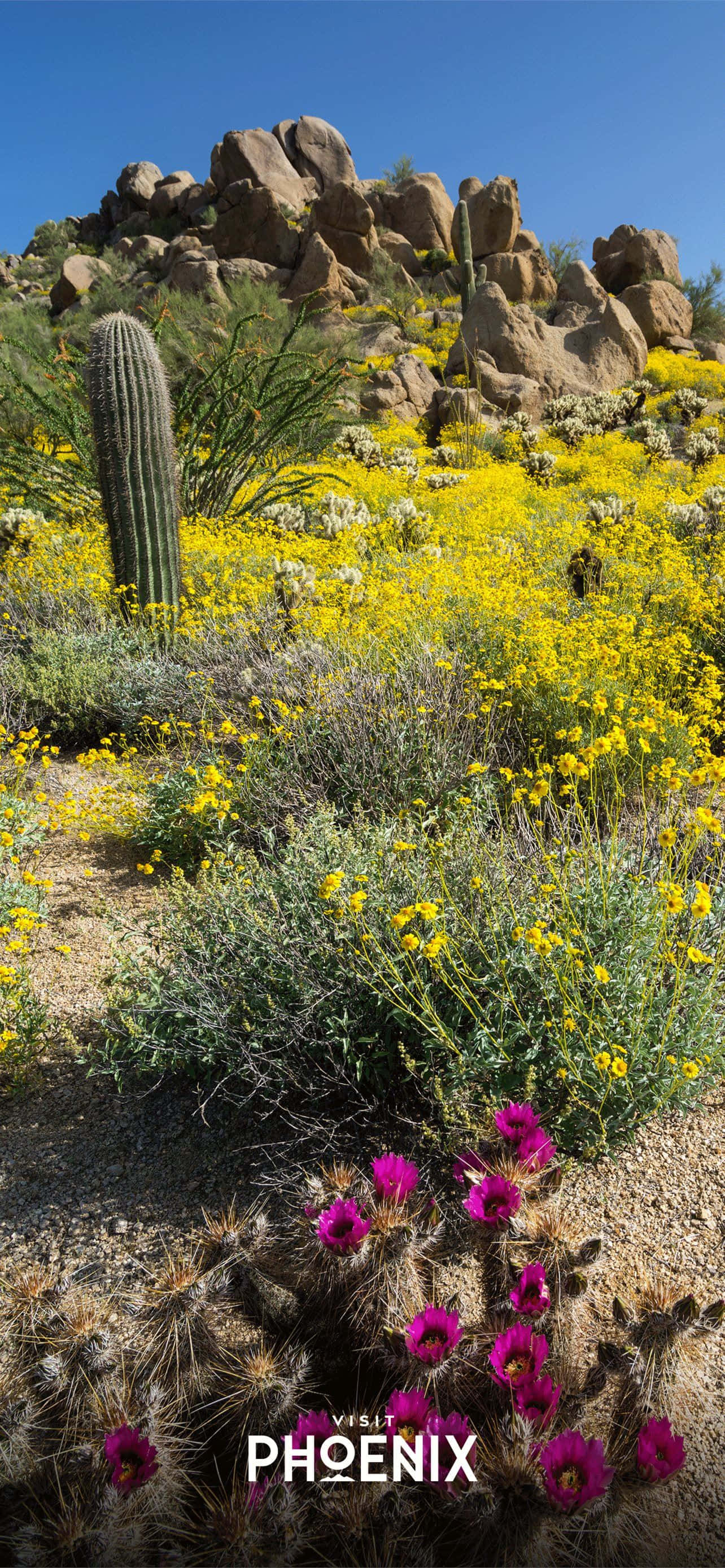 Chào mừng đến với Phoenix, Arizona Hình nền