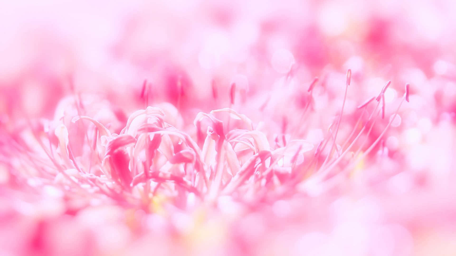 Chào mừng đến với thế giới Cute Pink! Hình nền