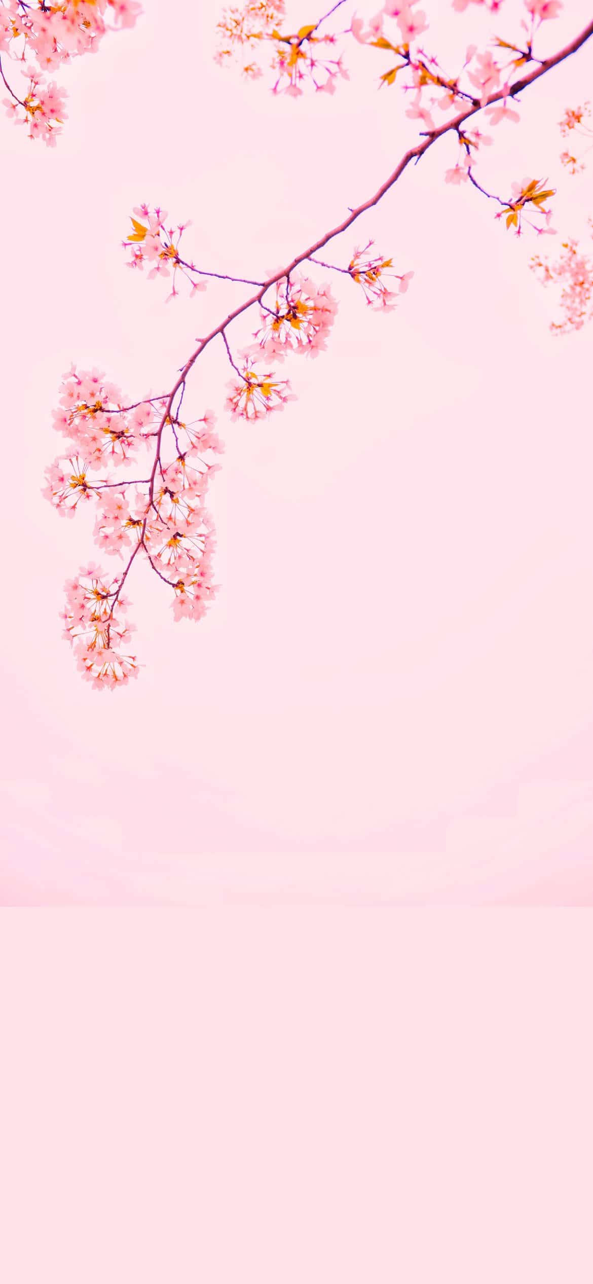 Cherry Blossom iPhone 12 Hình nền