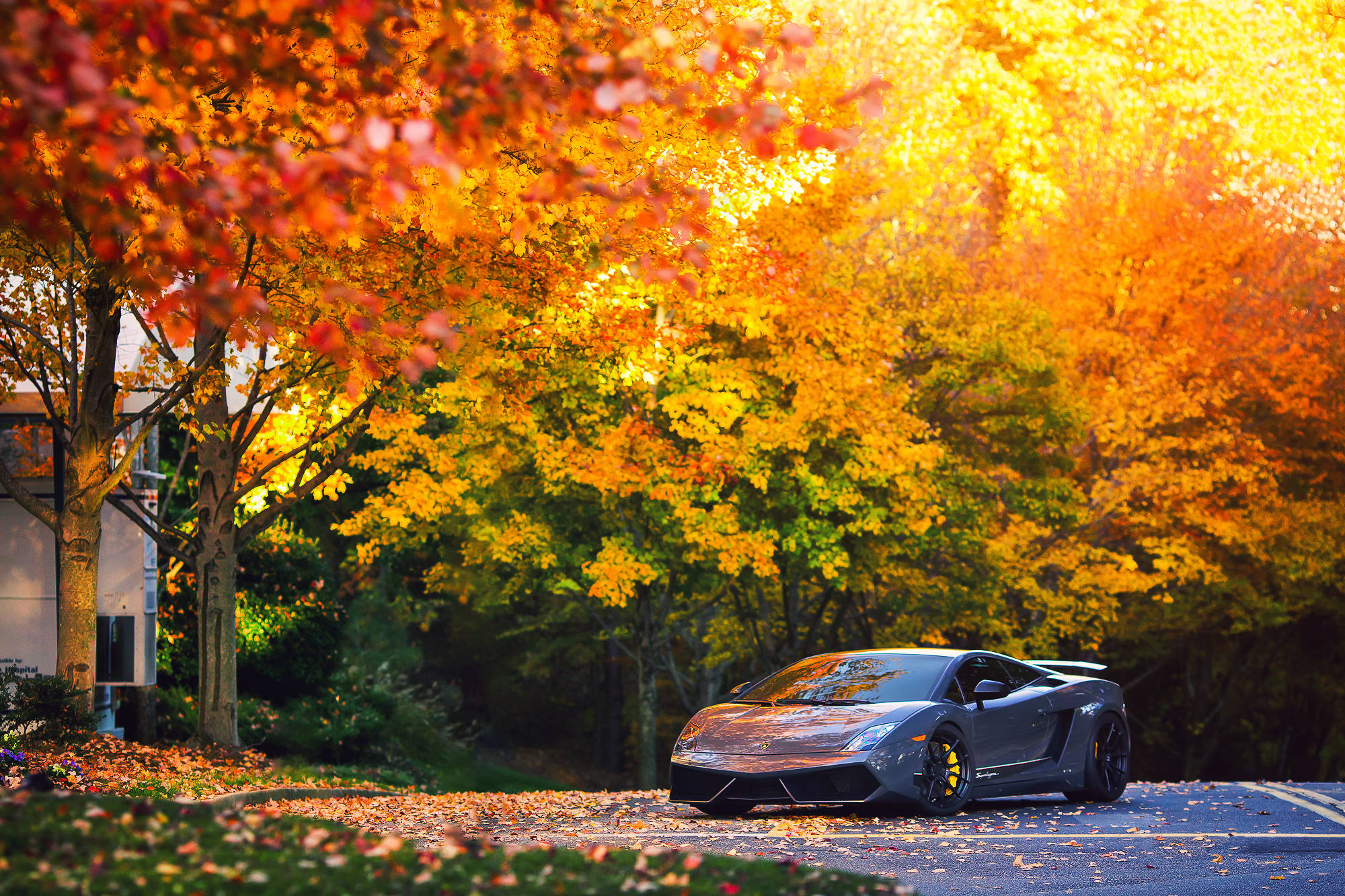 Chiếc Lamborghini Gallardo màu xám lướt nhẹ trong làn gió thu se lạnh. Hình nền
