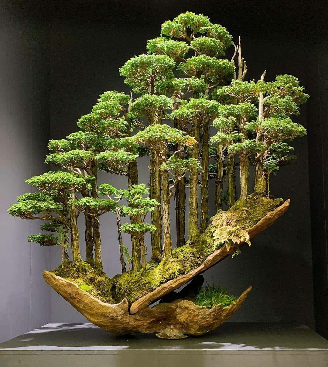 Chiêm ngưỡng vẻ đẹp của một cây bonsai trưởng thành Hình nền