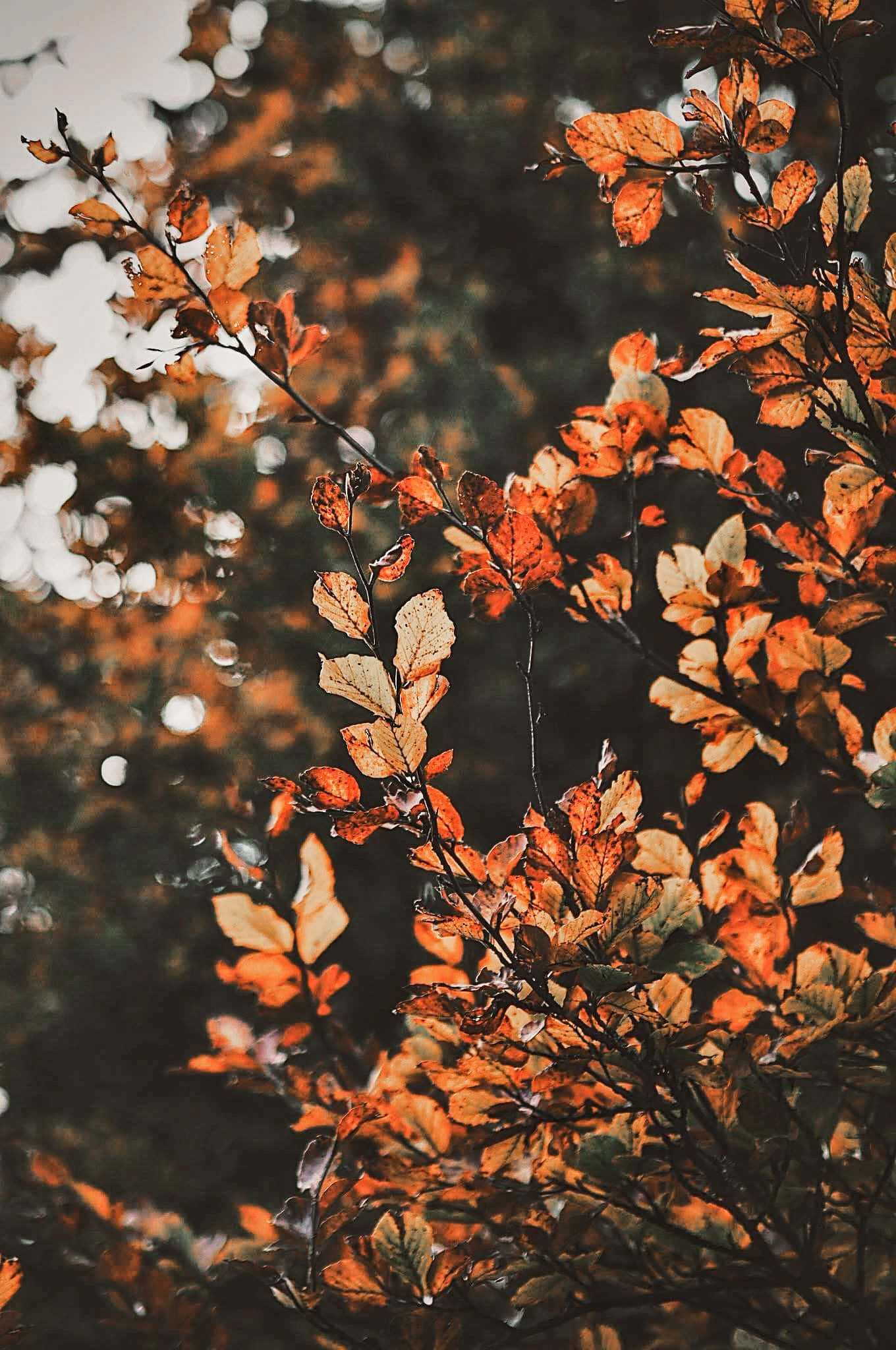 Chiêm ngưỡng vẻ đẹp mùa thu với những chiếc lá rực rỡ của Aesthetic Fall. Hình nền