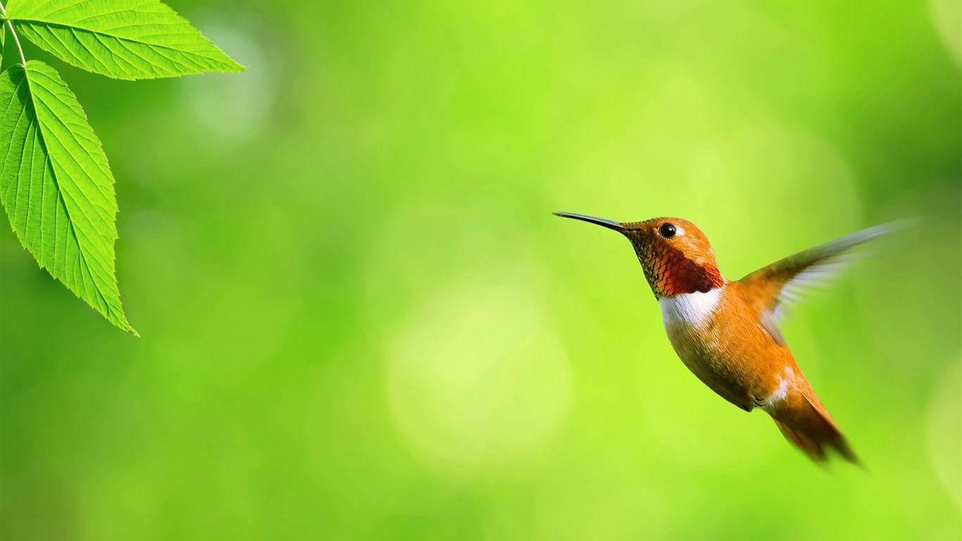 Chim ruồi Colibri dễ thương cho máy tính Hình nền