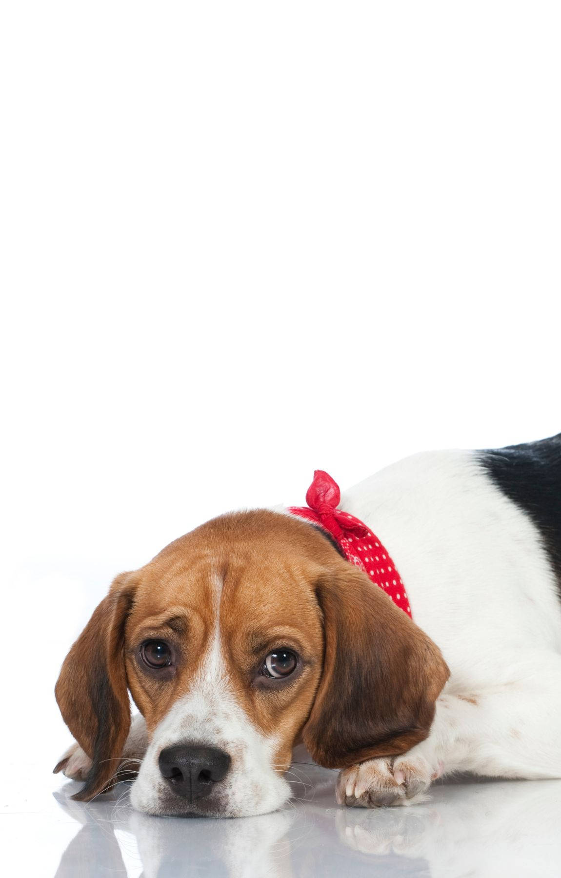 Chó Beagle buồn bã Hình nền