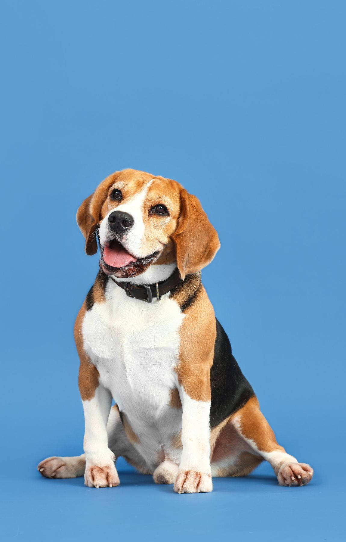 Chó Beagle đáng yêu trên nền xanh pastel Hình nền