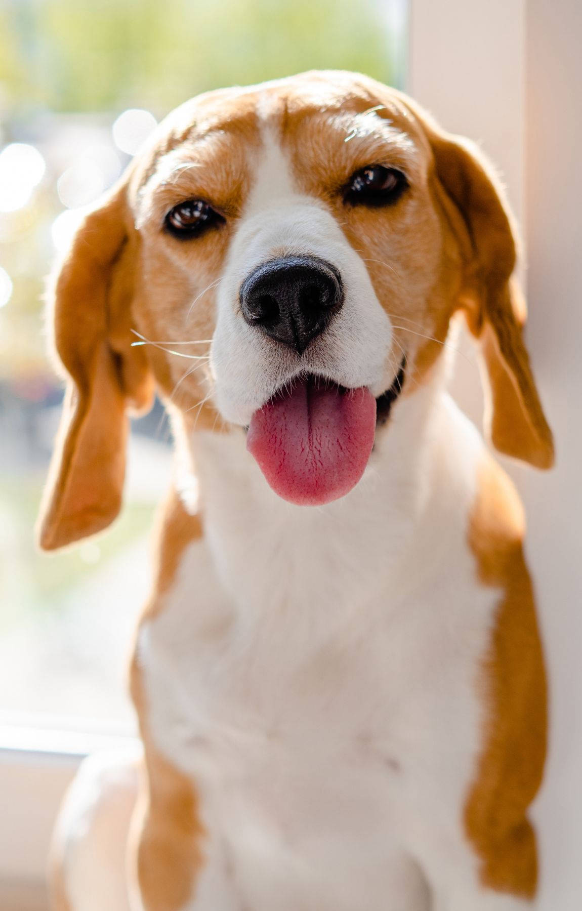 Chó Beagle dễ thương thè lưỡi Hình nền