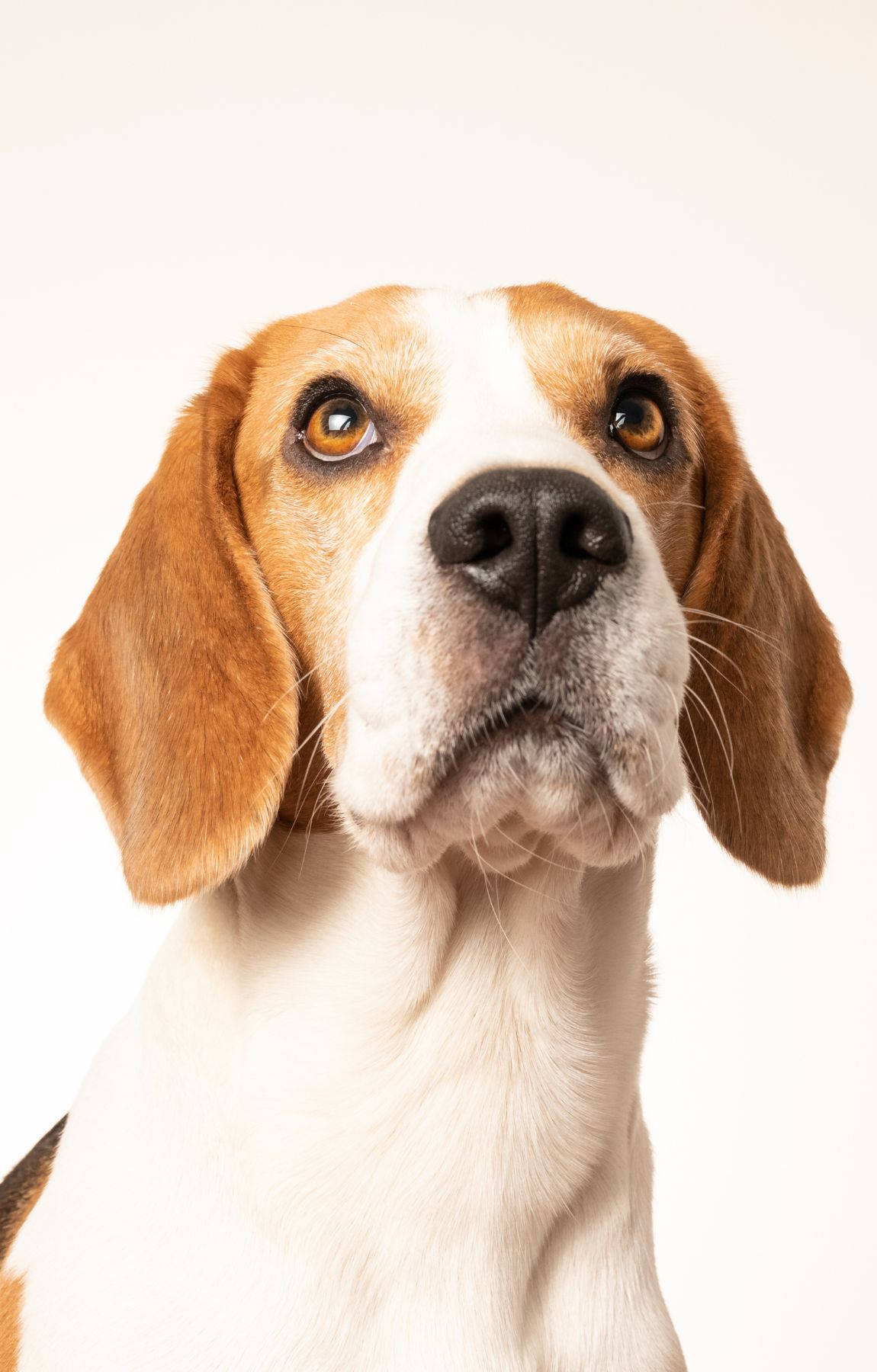 Chó Beagle ngẩng cao đầu Hình nền