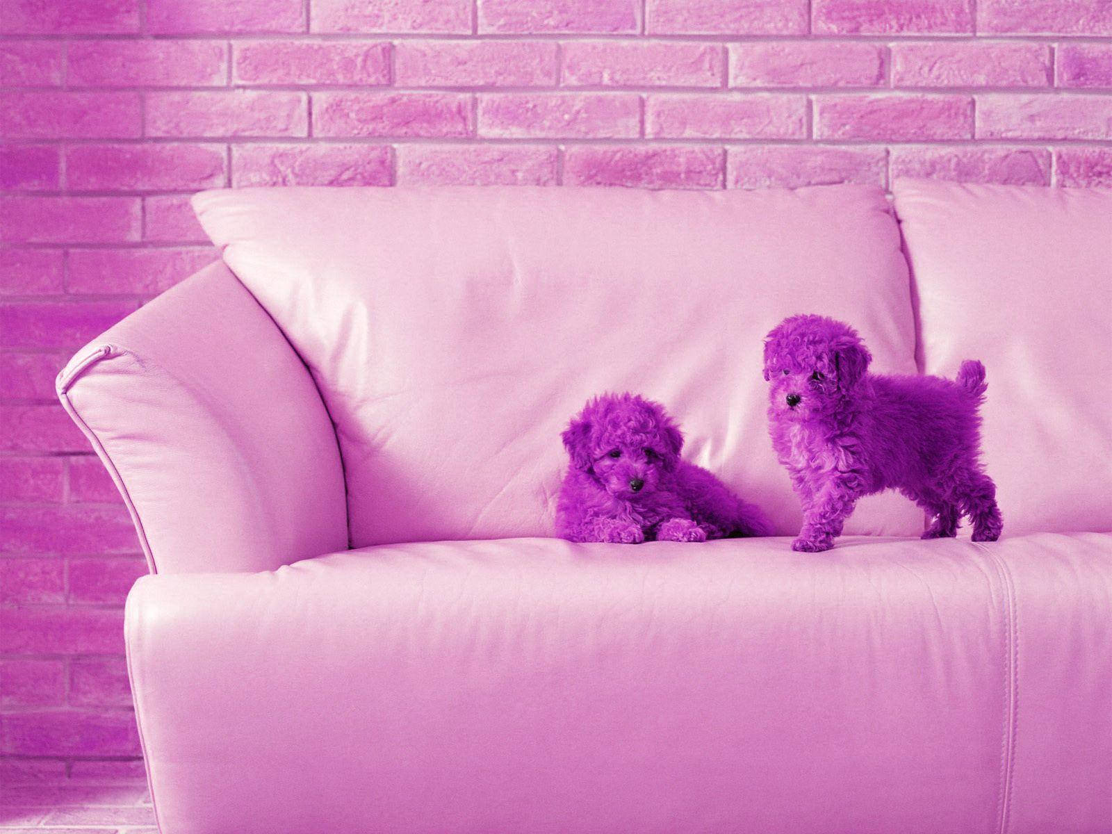 Chó Bichon Màu Tím Dễ Thương Cho Máy Tính Hình nền