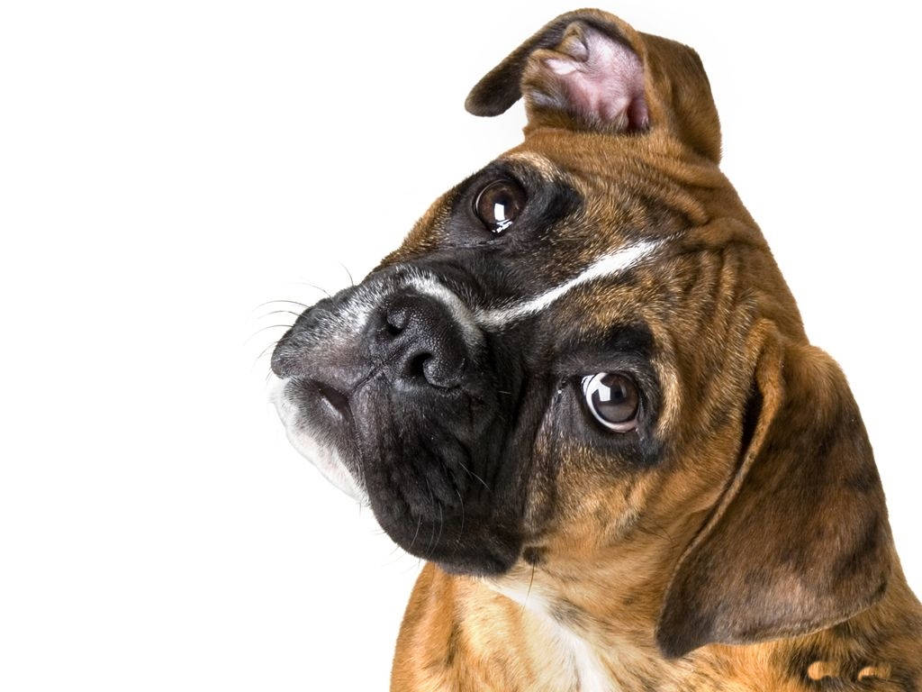 Chó Boxer Nghiêng Đầu Hình nền