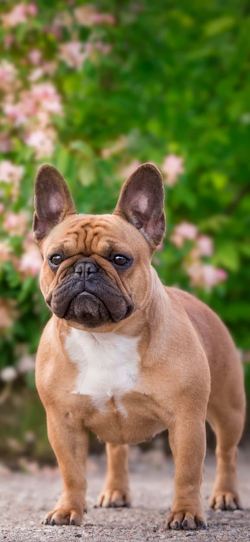 Chó Bull Pháp Tại Công Viên Hình nền