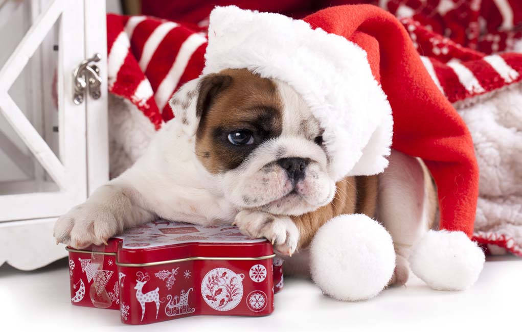 Chó Bulldog Con Quà Giáng Sinh Hình nền