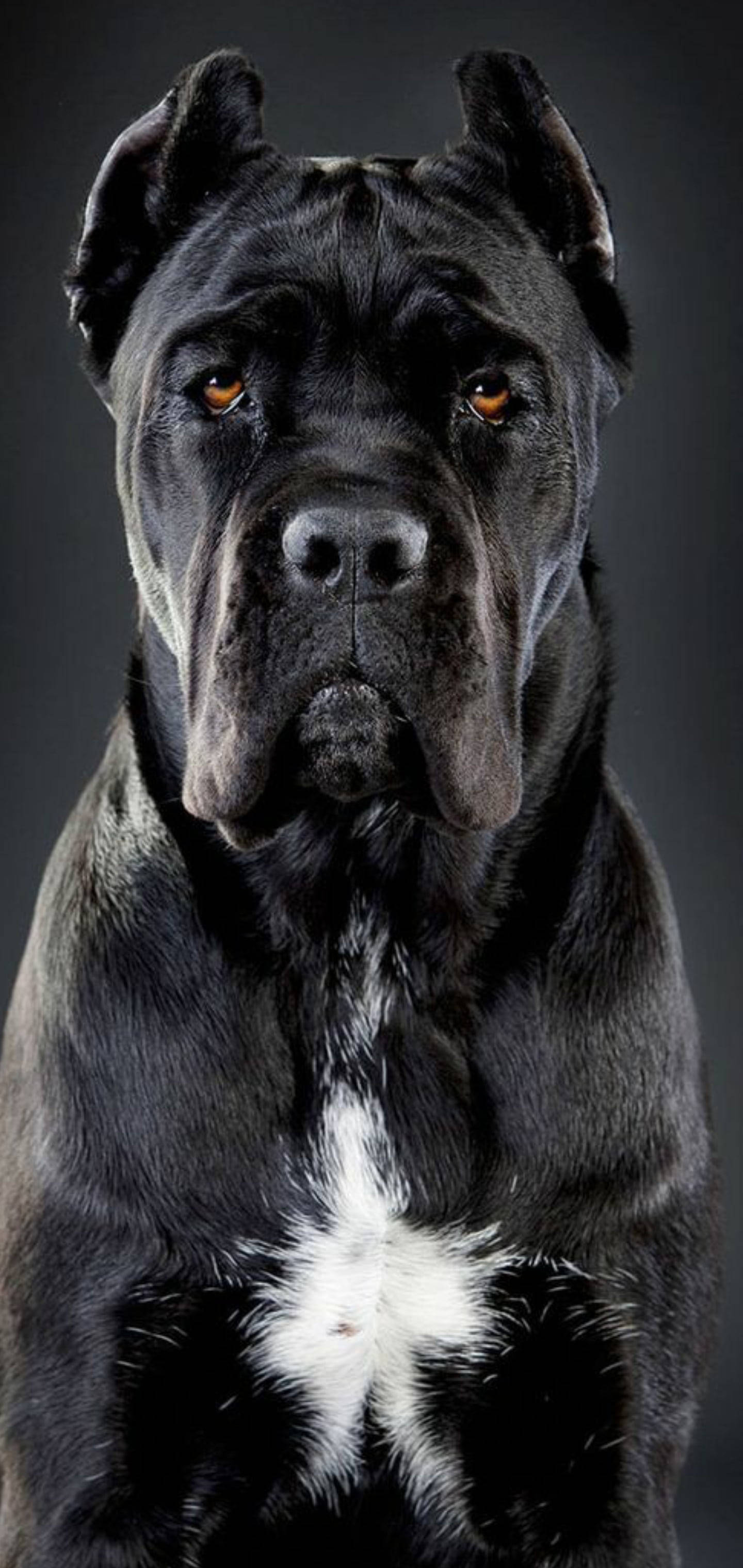 Chó Cane Corso đẹp trai Hình nền