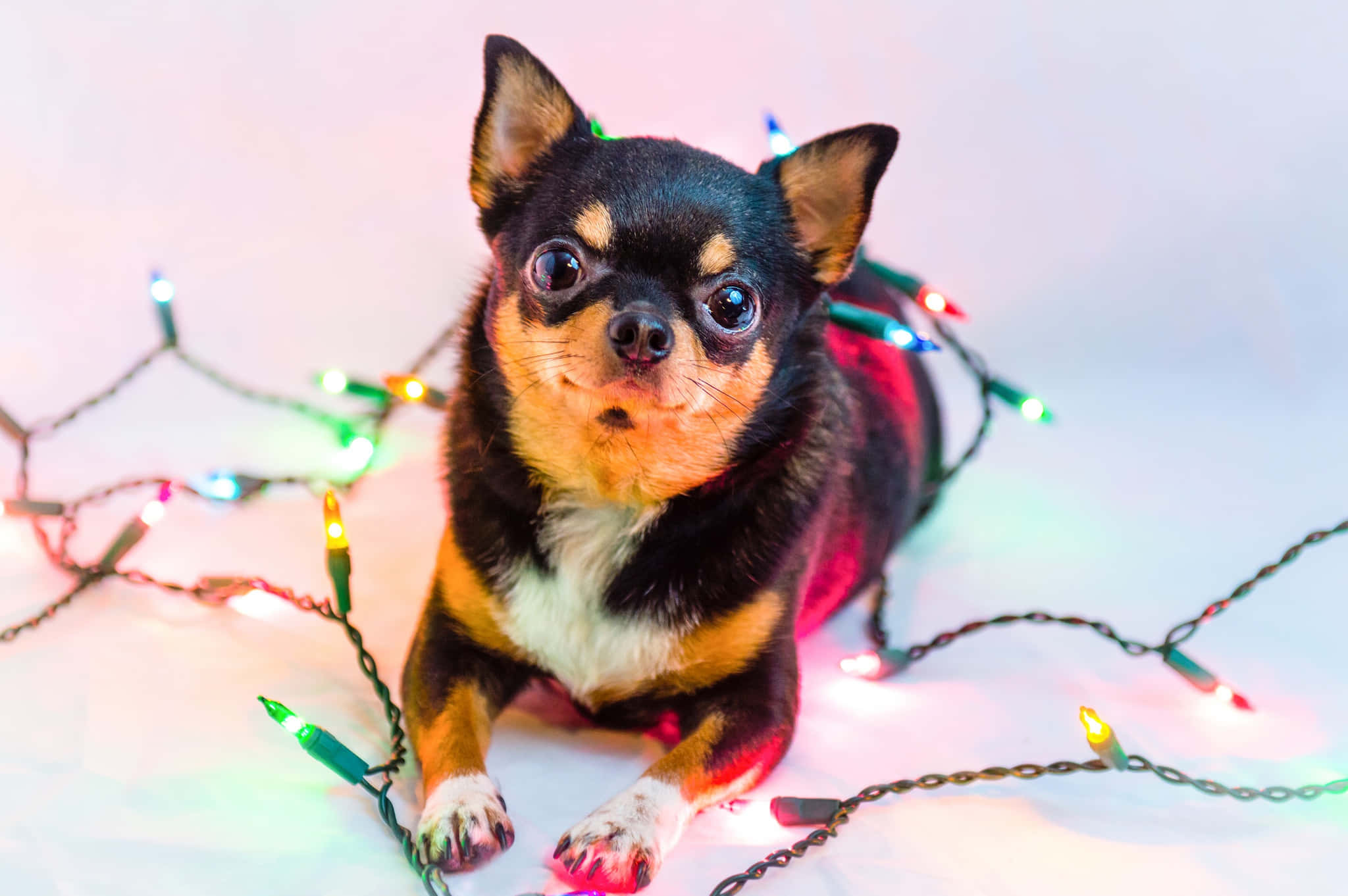 Chó Chihuahua đen chơi đèn Giáng sinh Hình nền