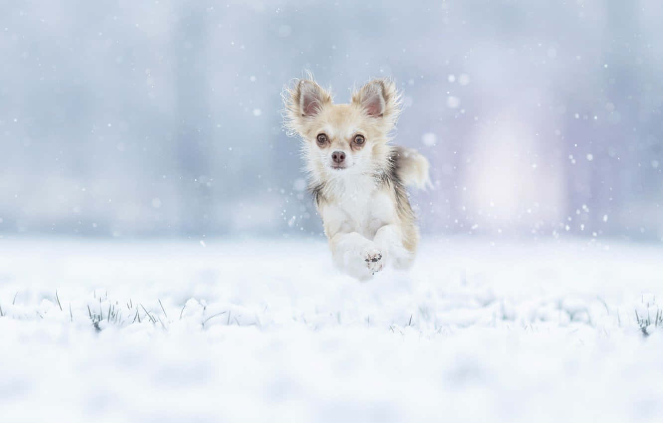 Chó Chihuahua Mùa Đông Đang Nhảy Hình nền