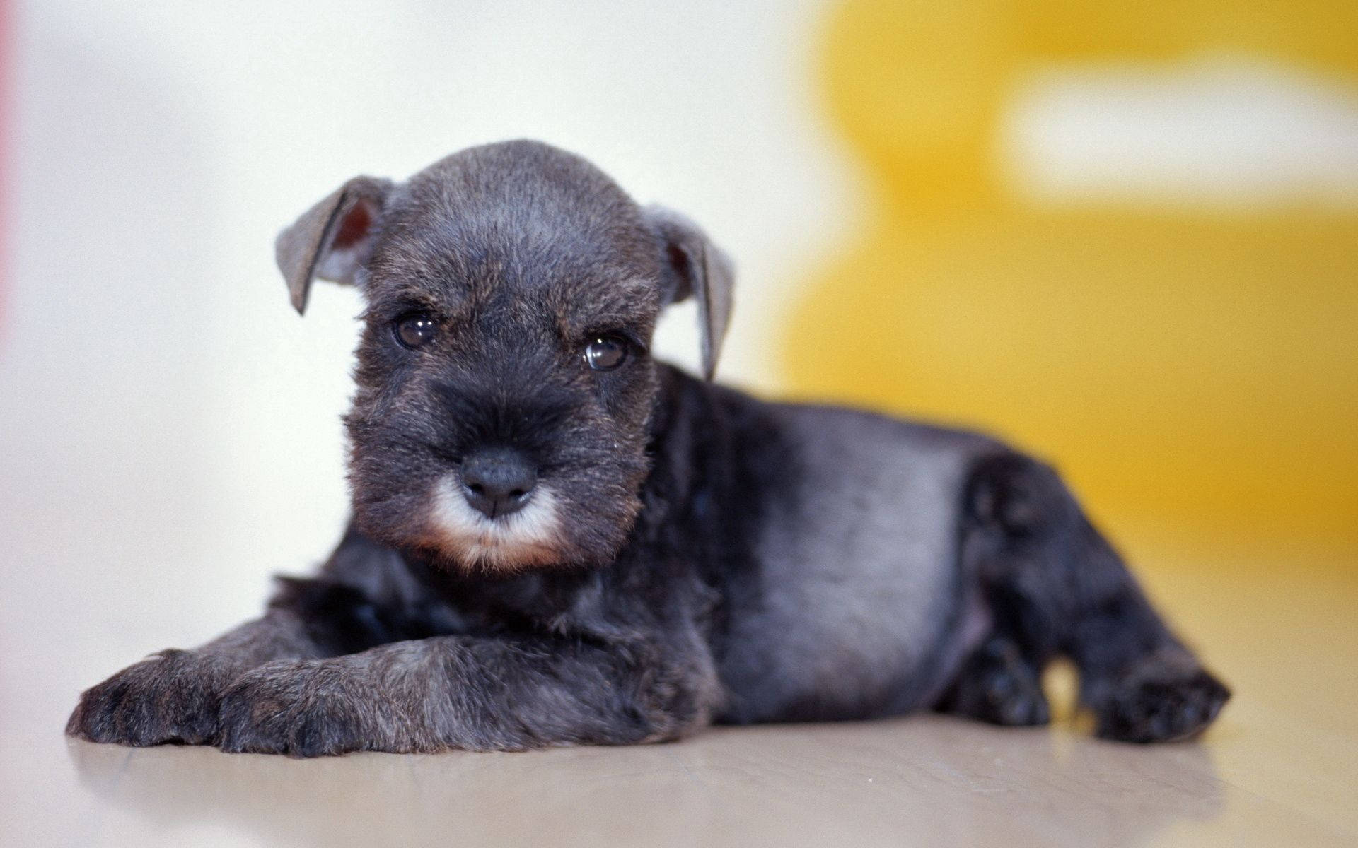Chó Con Màu Đen Dễ Thương Hình nền