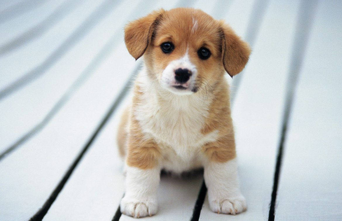 Chó Corgi Dễ Thương Tò Mò Hình nền