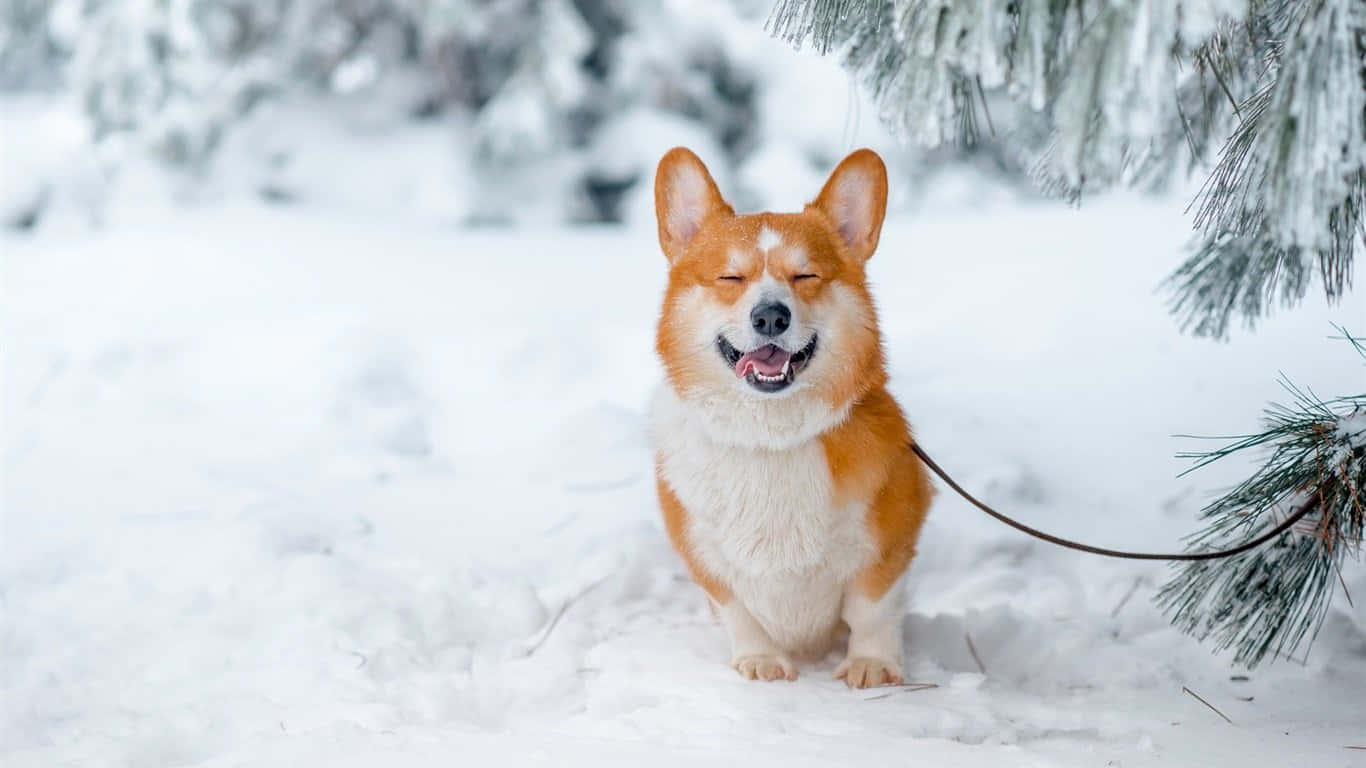 Chó Corgi Mùa Đông Hình nền