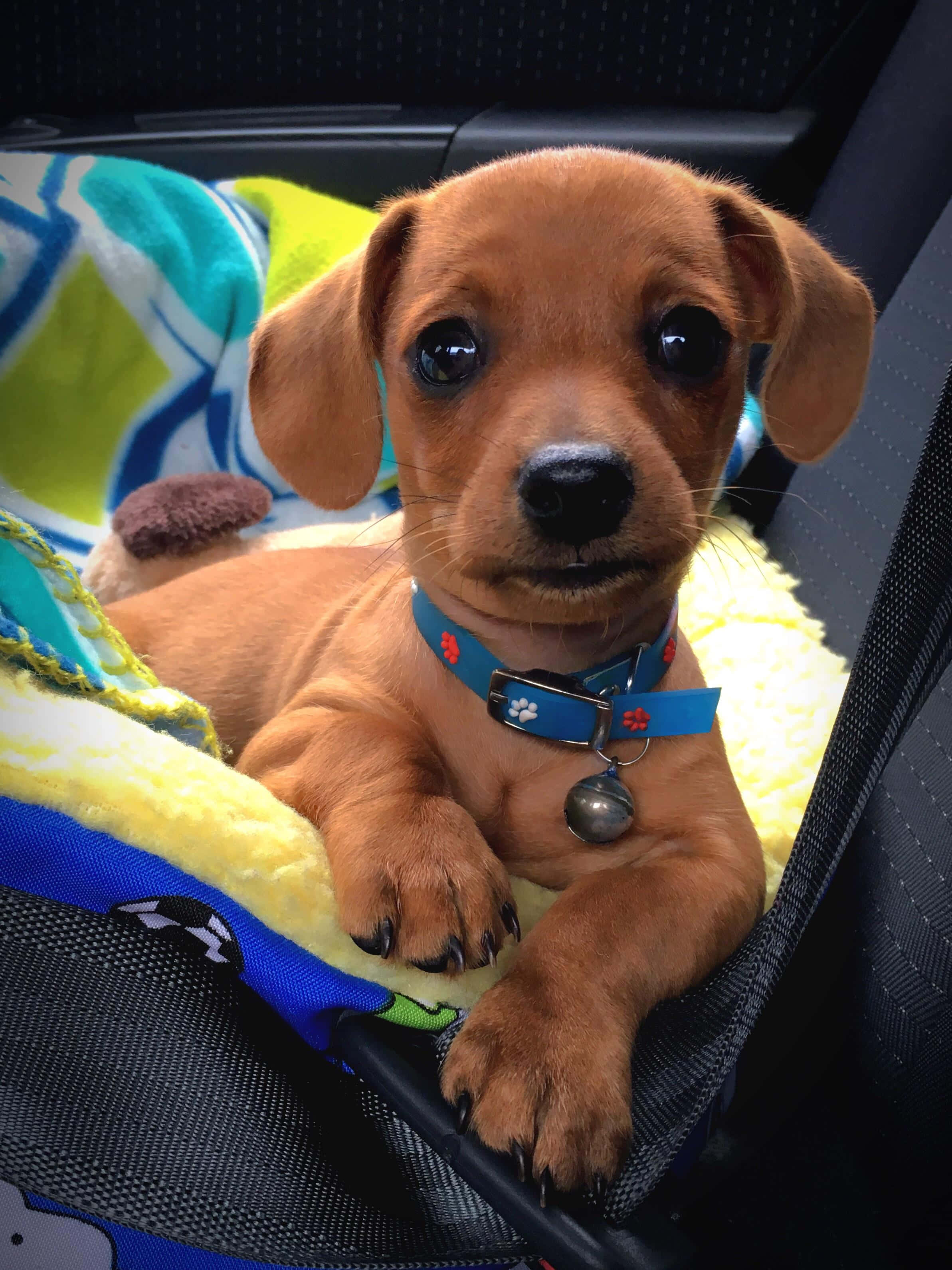 Chó Dachshund con đáng yêu Hình nền