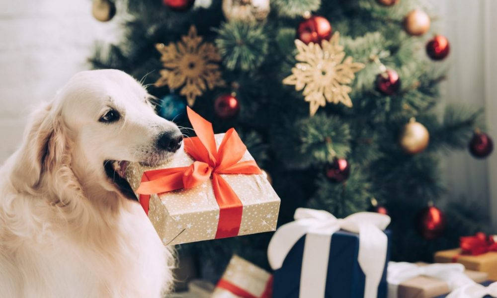 Chó Golden Retriever Với Quà Giáng Sinh Hình nền
