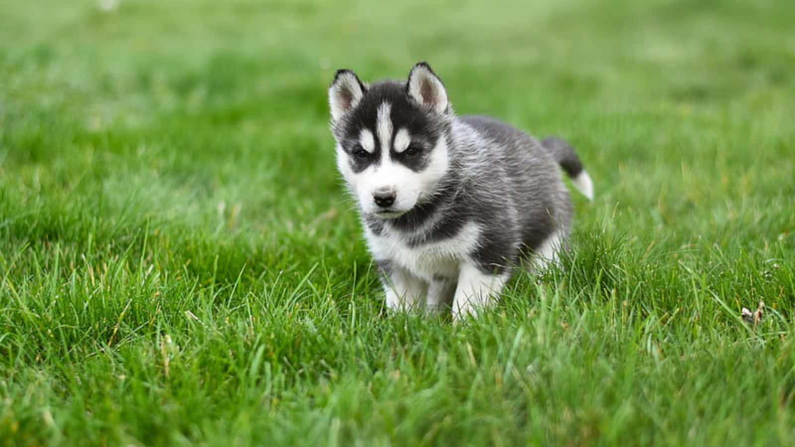 Chó Husky Con Dễ Thương Nghịch Ngợm Trên Cỏ Hình nền