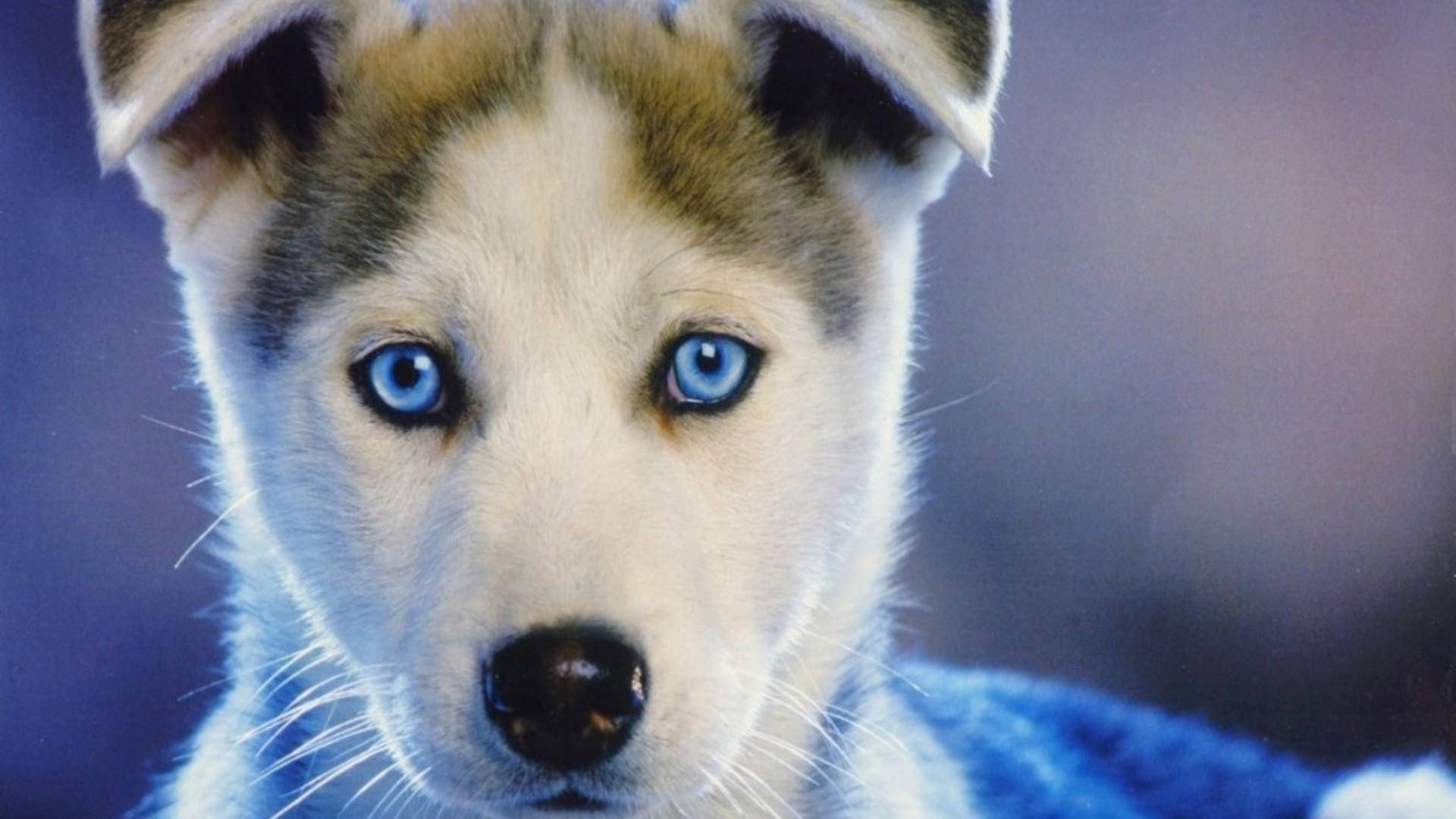 Chó Husky Con Mắt Xanh Lông Nâu Hình nền