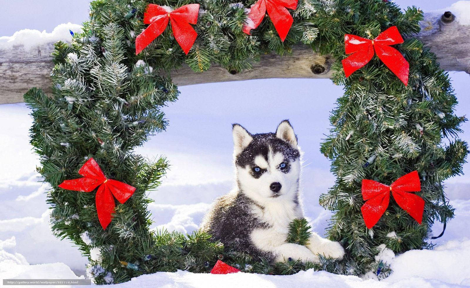 Chó Husky Con Với Vòng Lá Hình nền